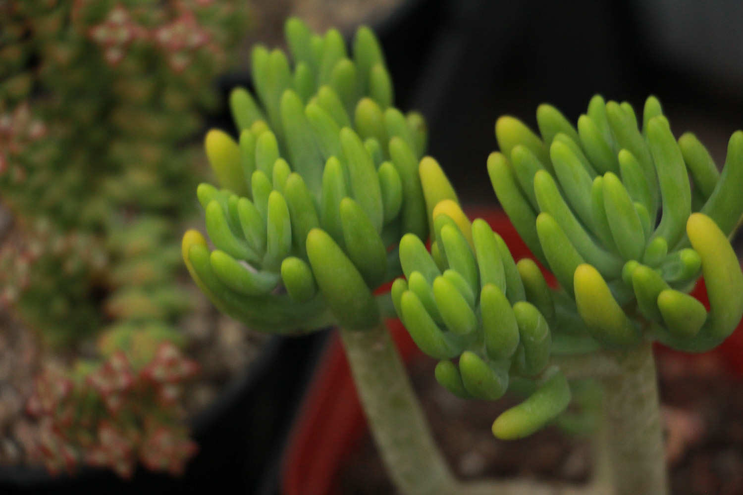 八千代 八千代的四季養護要點