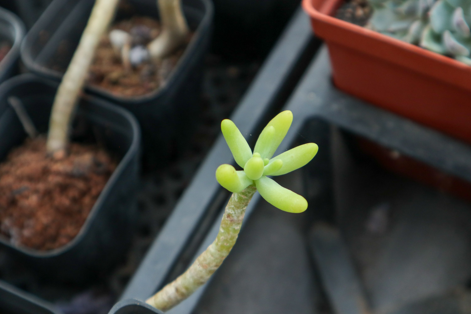 八千代 八千代的繁殖技巧