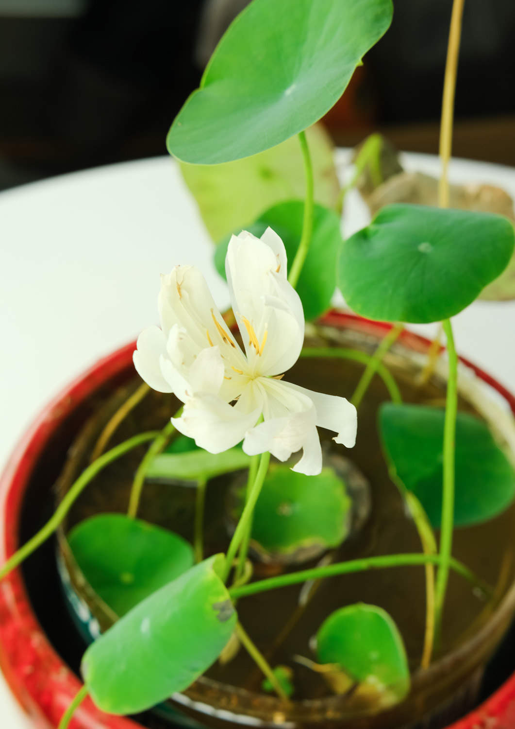 碗蓮 碗蓮如何過冬