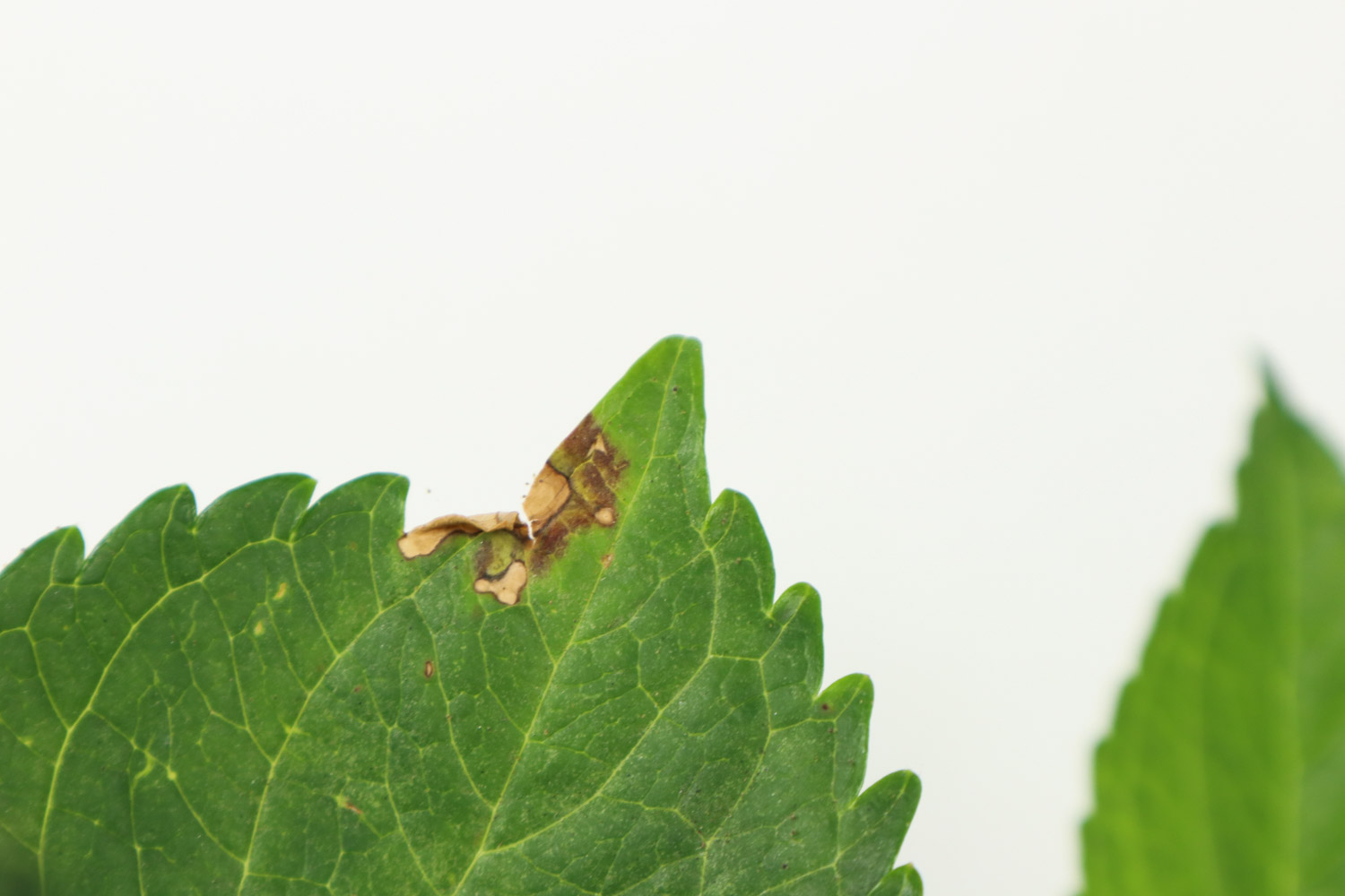 繡球 盆栽八仙花換盆及修剪方法