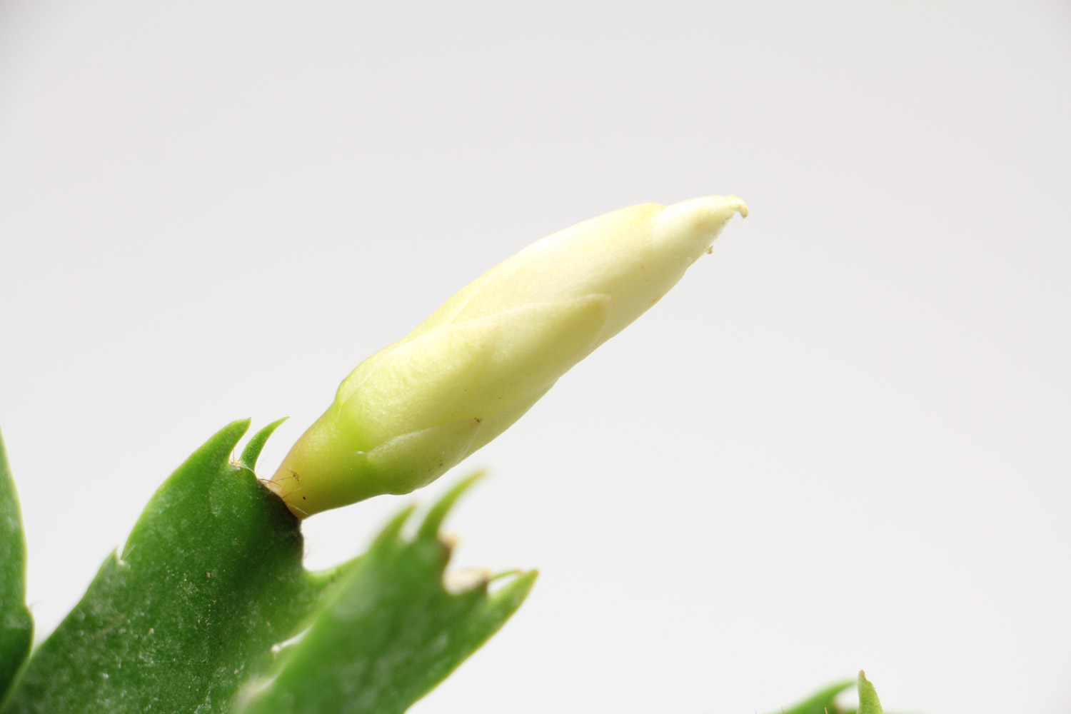 蟹爪蘭 蟹爪蘭怎麼嫁接