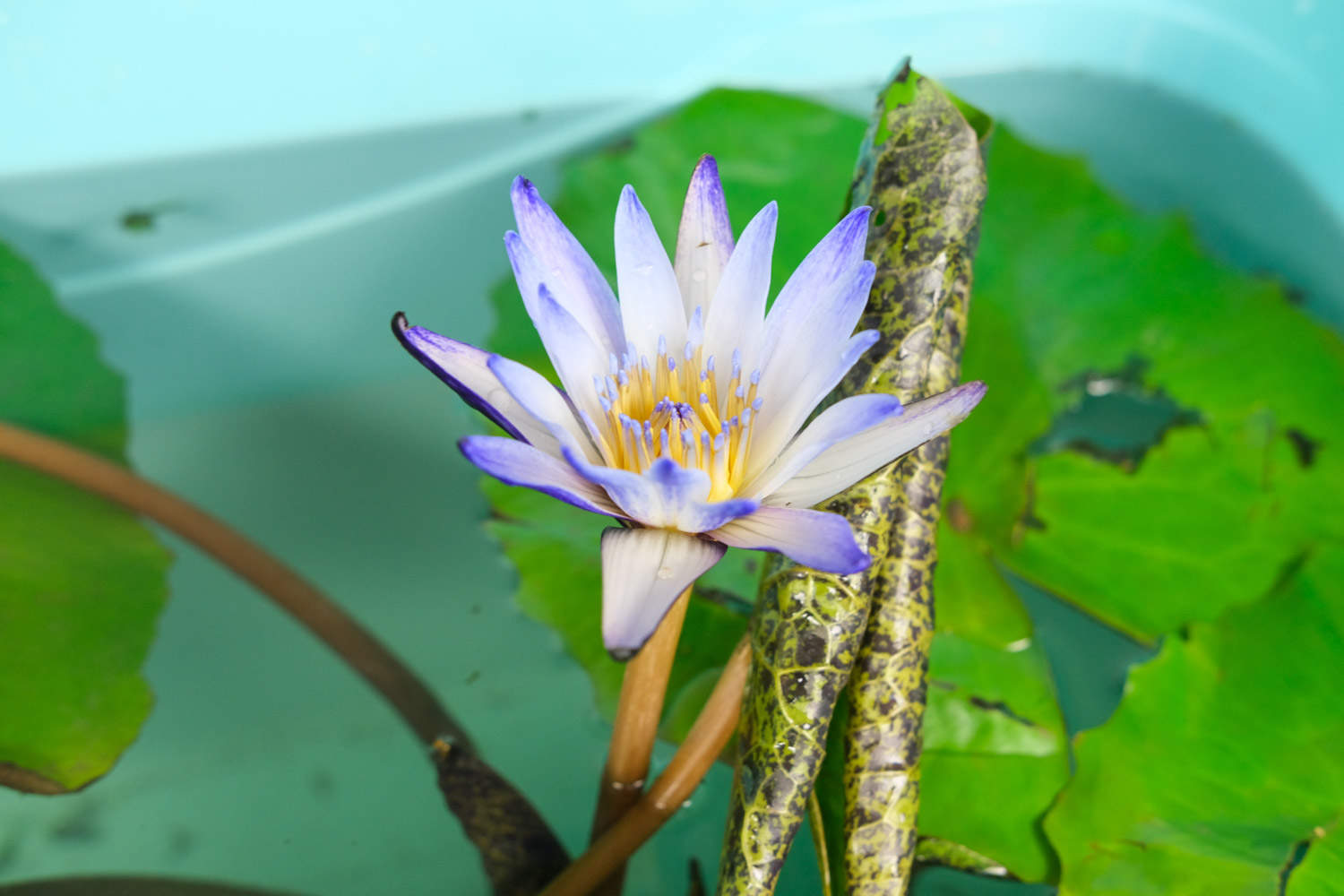 睡蓮 睡蓮的種植方法