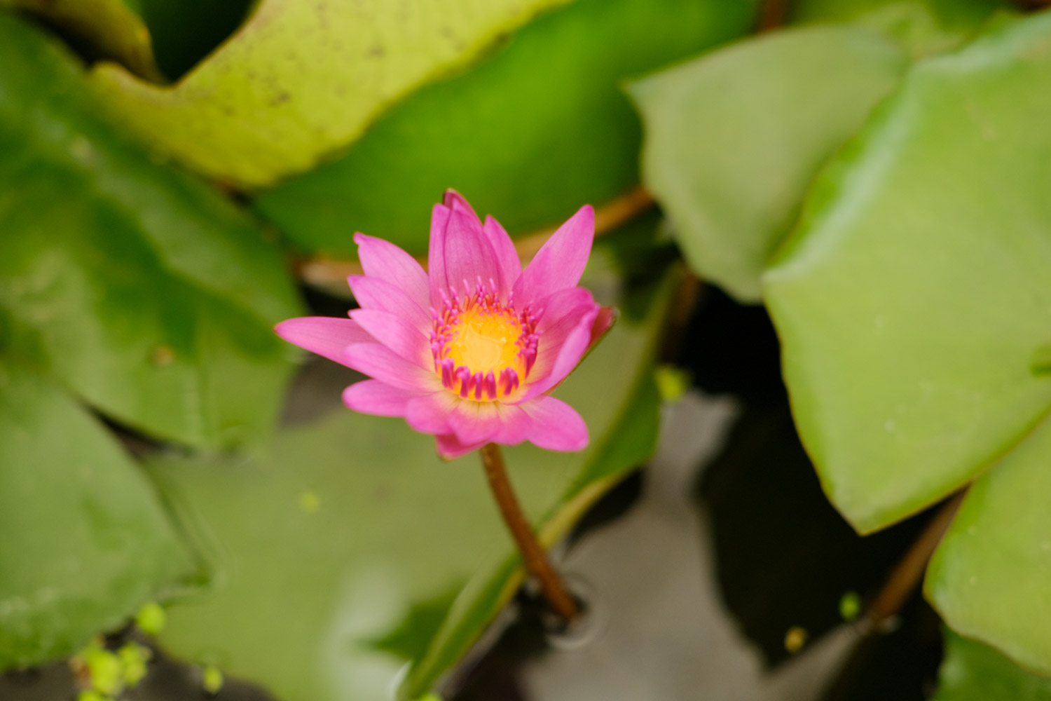 睡蓮 睡蓮的種植方法