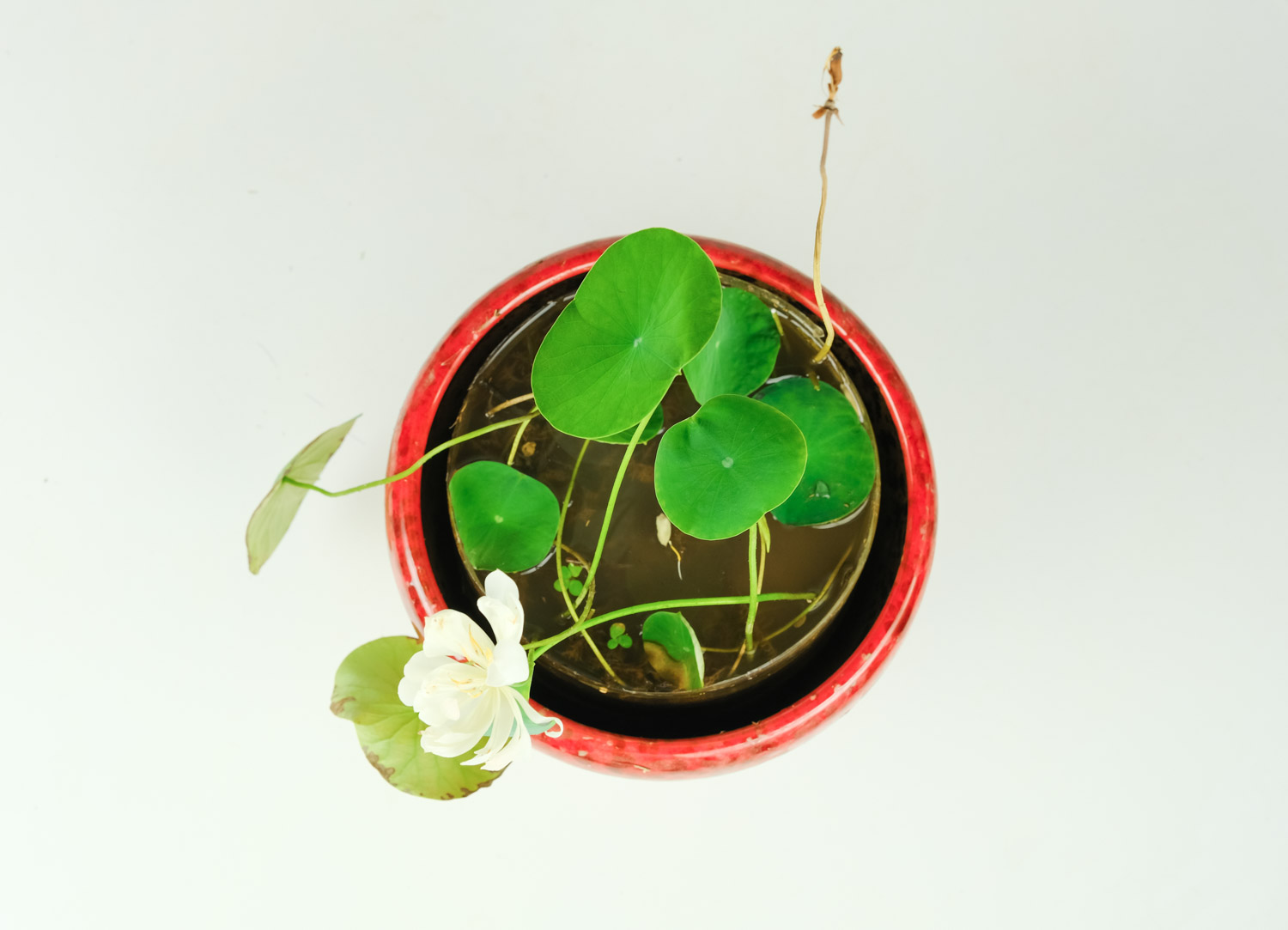 碗蓮 碗蓮種子發芽後怎麼解決,怎麼處理
