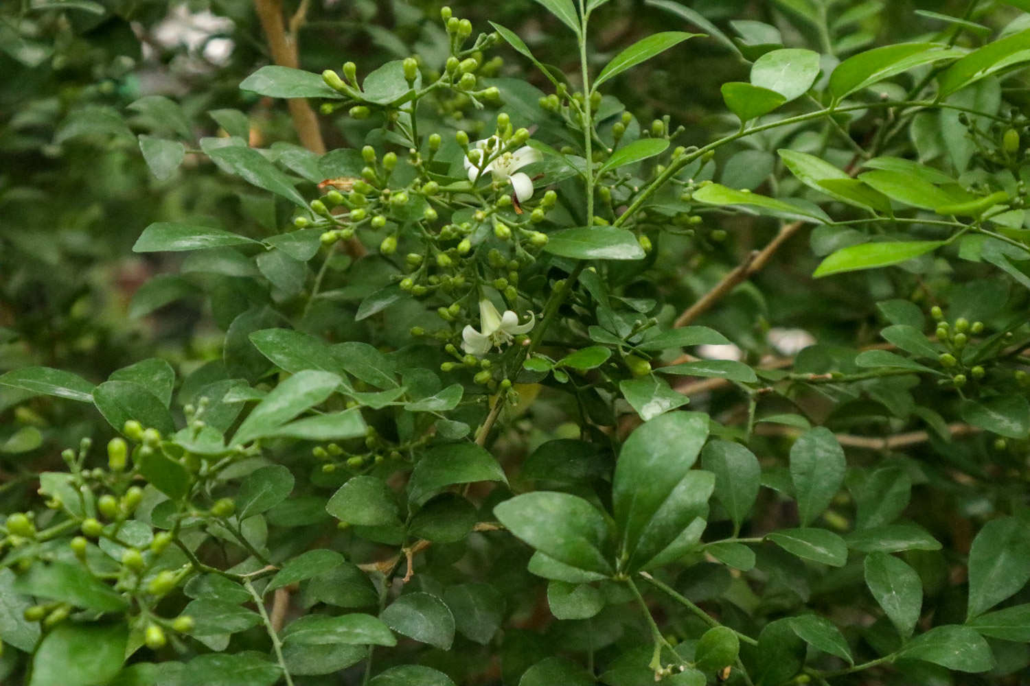 九裏香 九裏香葉子發黃怎麼解決,怎麼處理