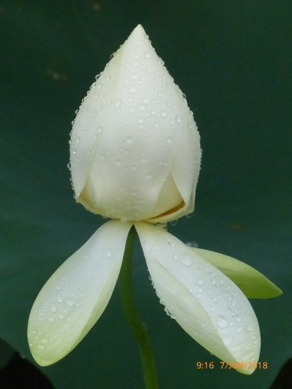 荷花 盆栽荷花如何施肥