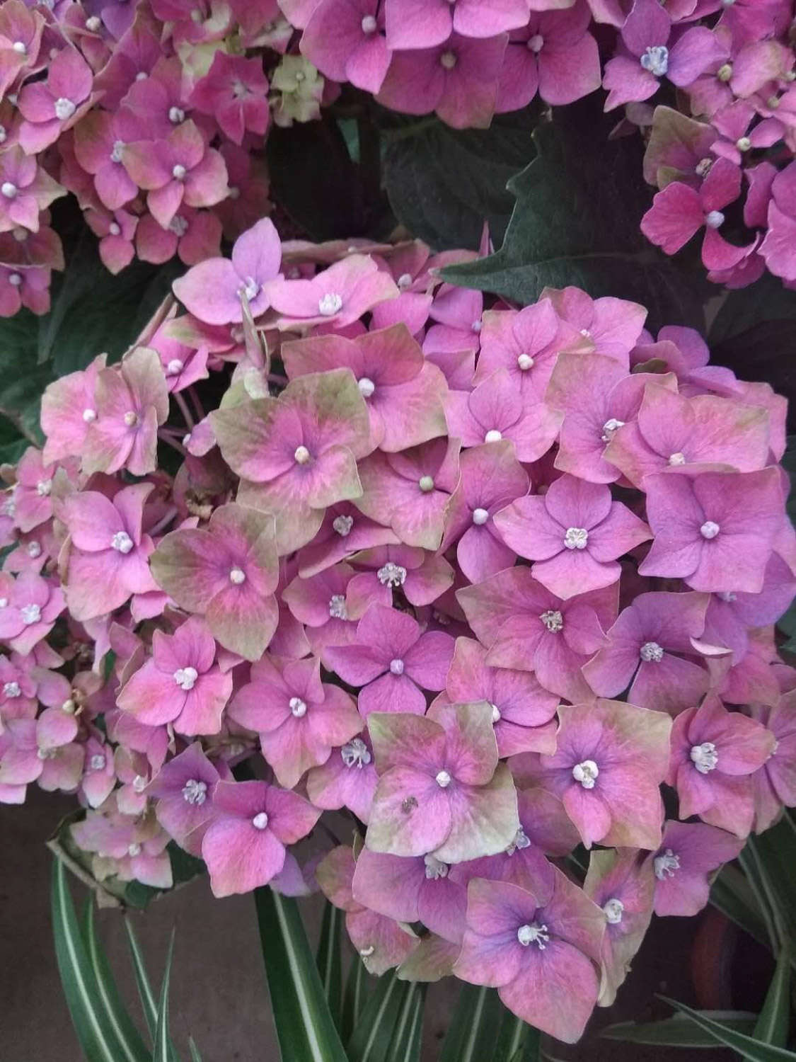 繡球 八仙花怎麼繁殖