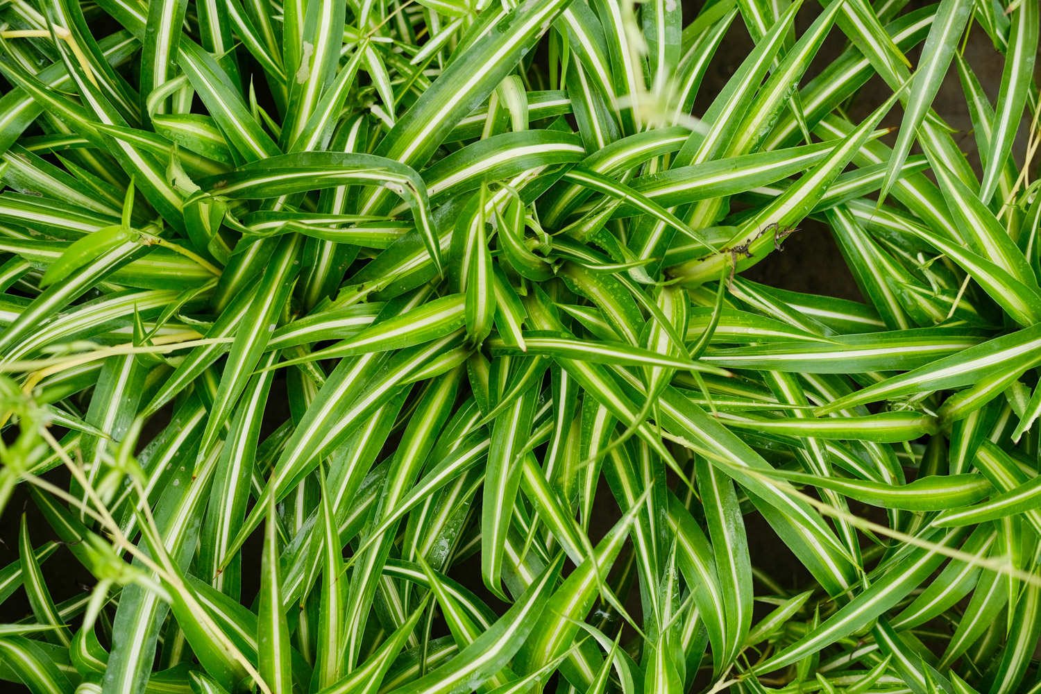 吊蘭 吊蘭怎麼移植好成活