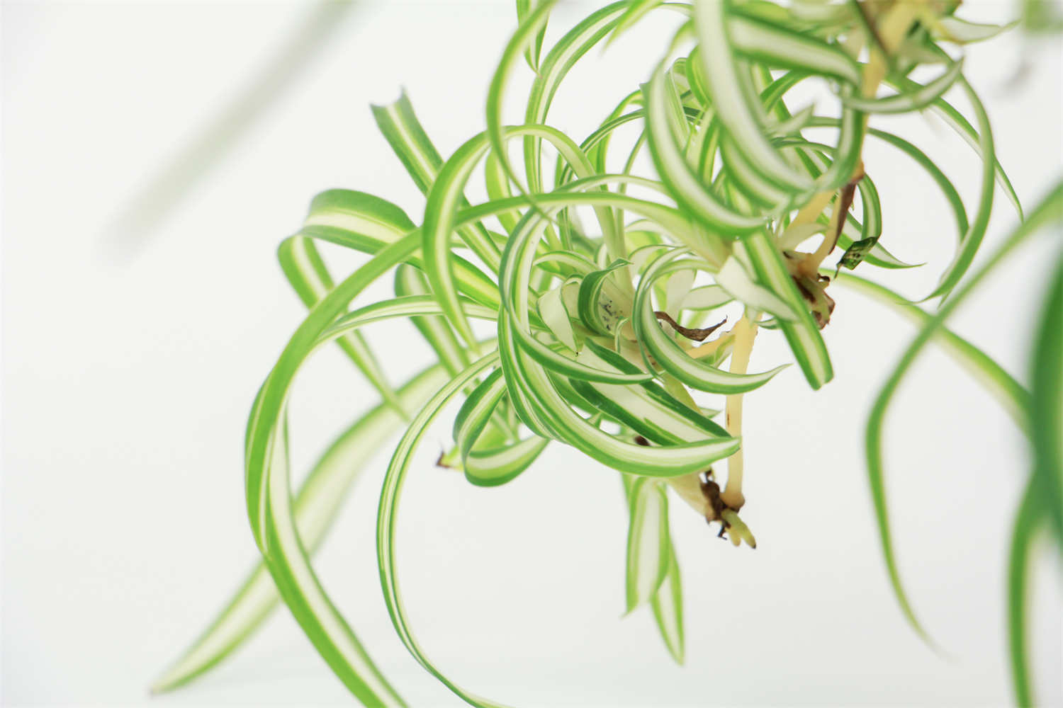 吊蘭 吊蘭怎麼移植好成活