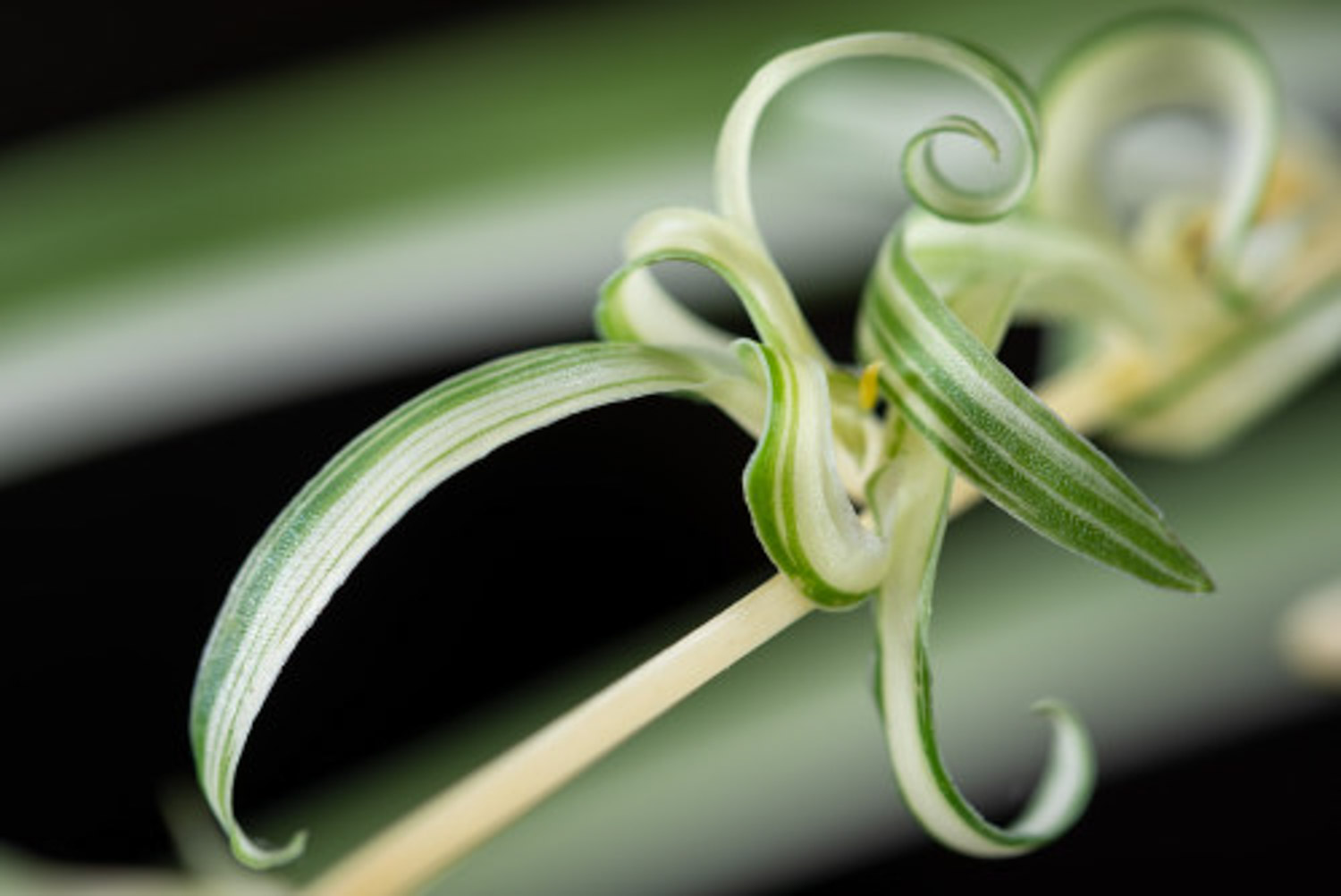 吊蘭 吊蘭怎麼移植好成活