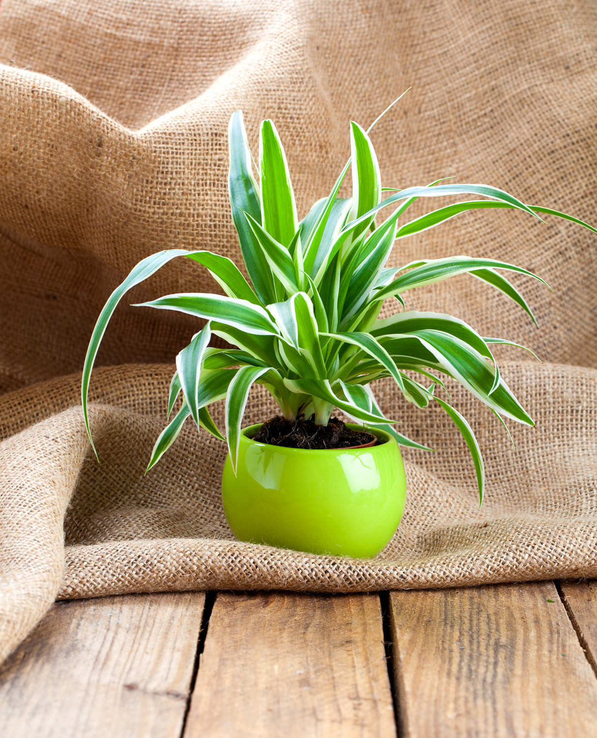 吊蘭 吊蘭怎麼移植好成活