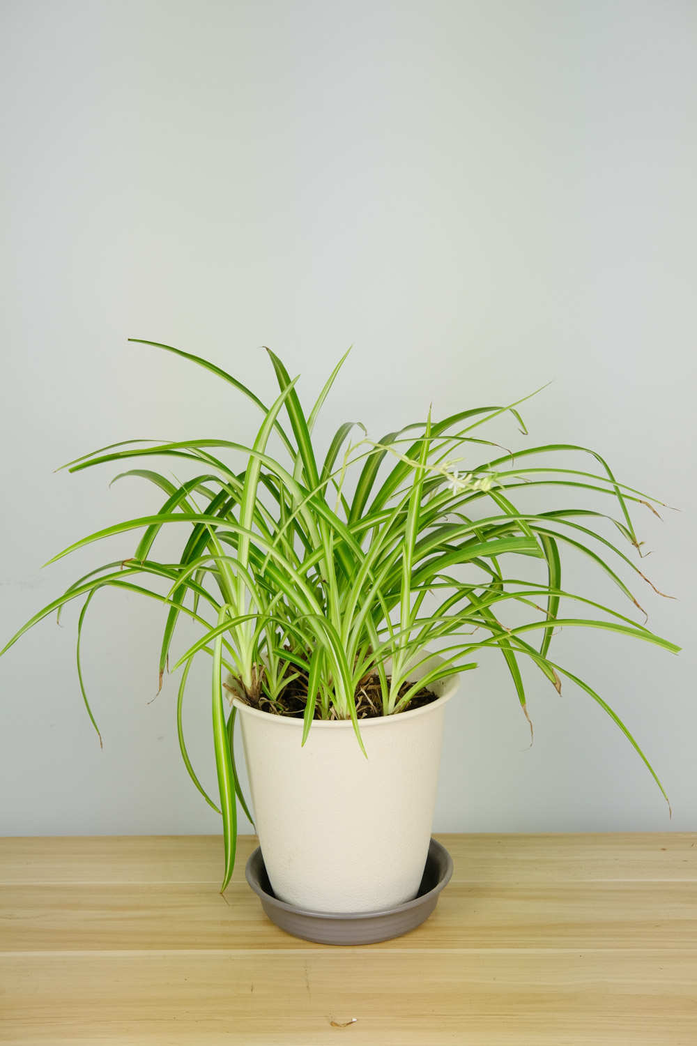 吊蘭 吊蘭怎麼移植好成活