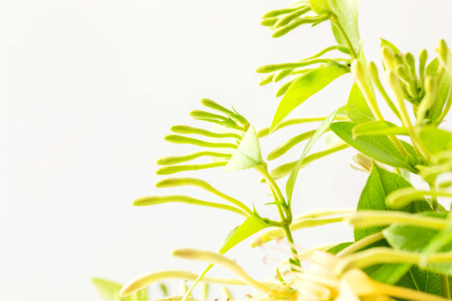 金銀花 金銀花葉子發黃怎麼解決,怎麼處理