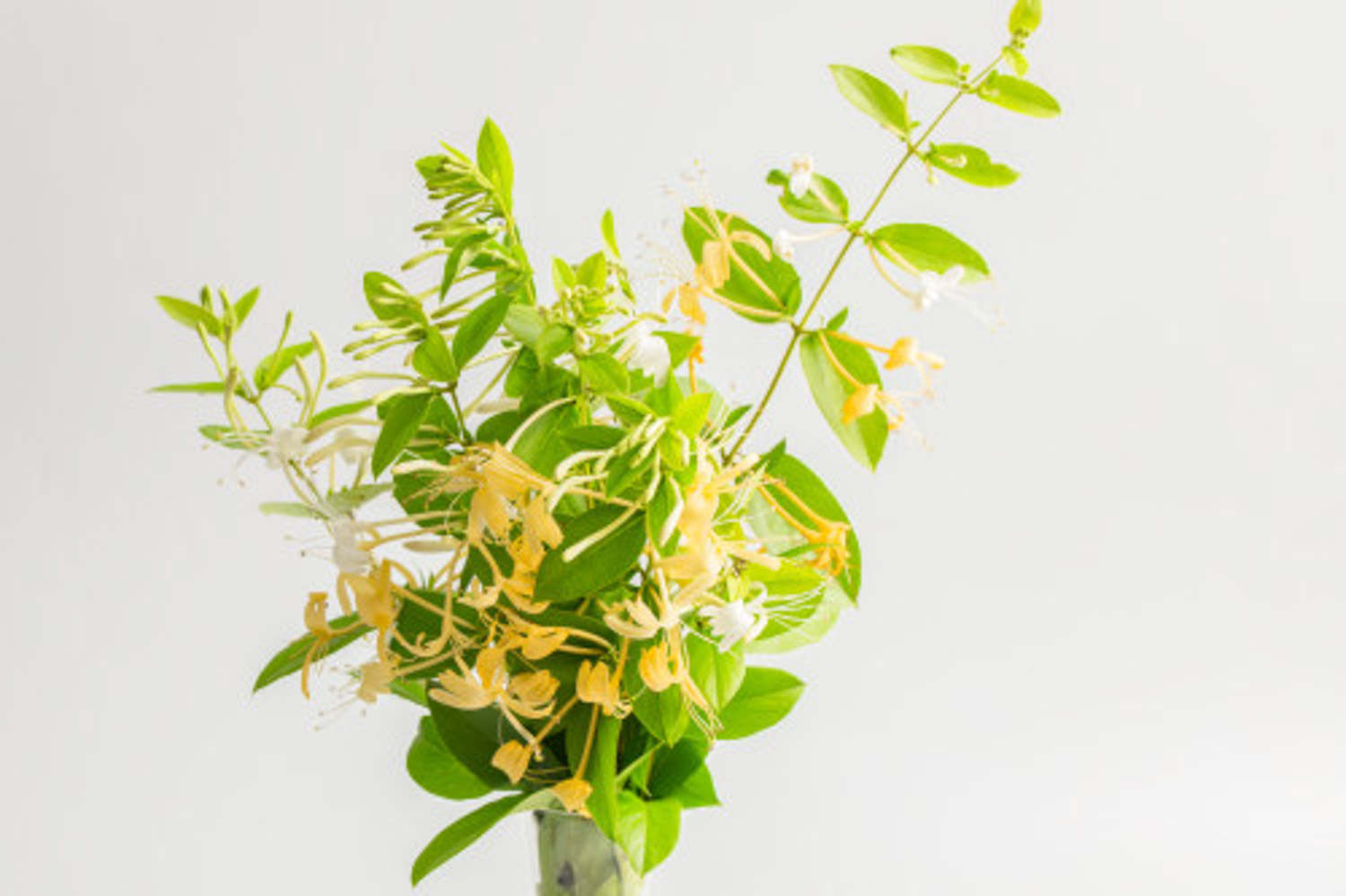 金銀花 金銀花葉子發黃怎麼解決,怎麼處理