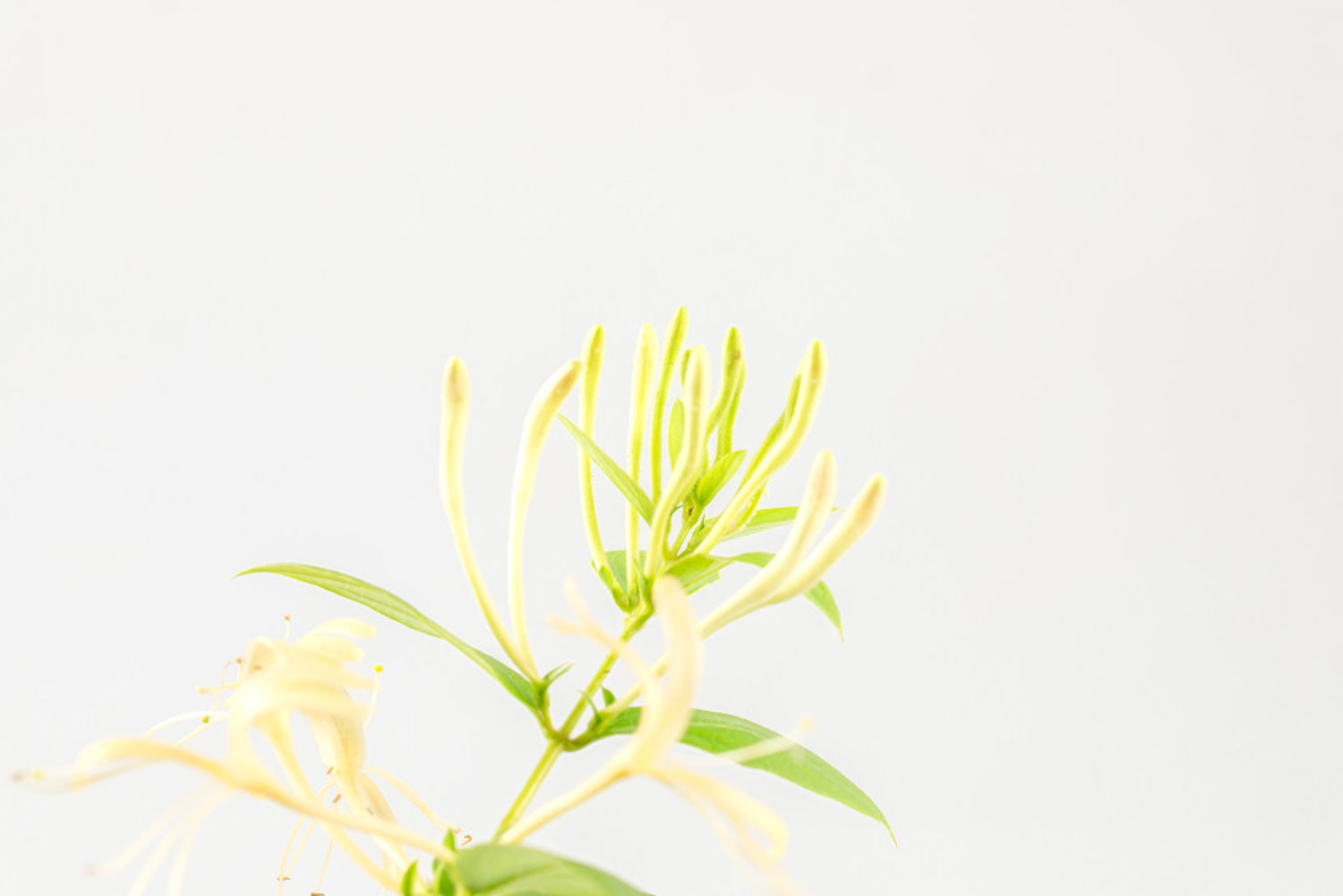 金銀花 金銀花葉子發黃怎麼解決,怎麼處理