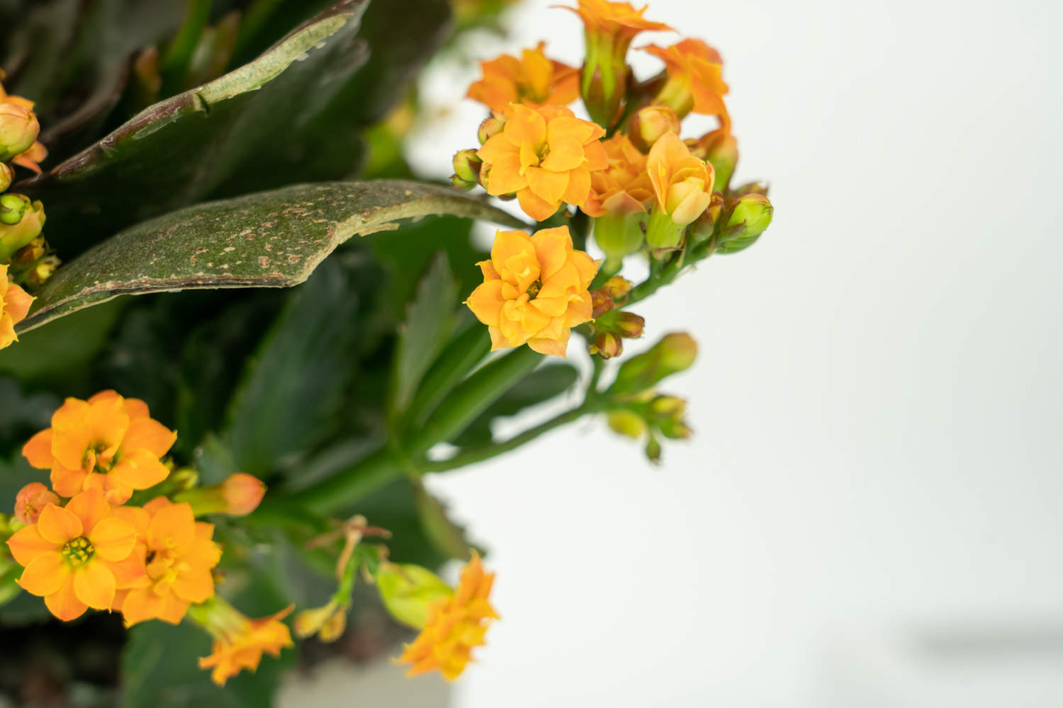 長壽花 長壽花葉子發黃怎麼解決,怎麼處理