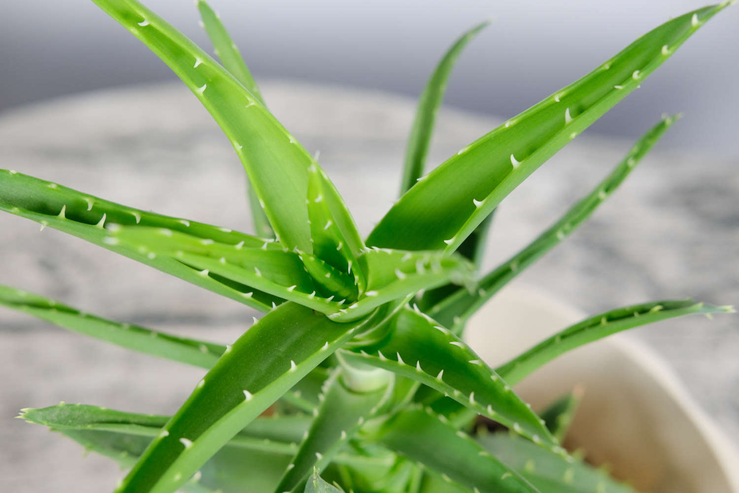 蘆薈 蘆薈葉子發黃怎麼解決,怎麼處理