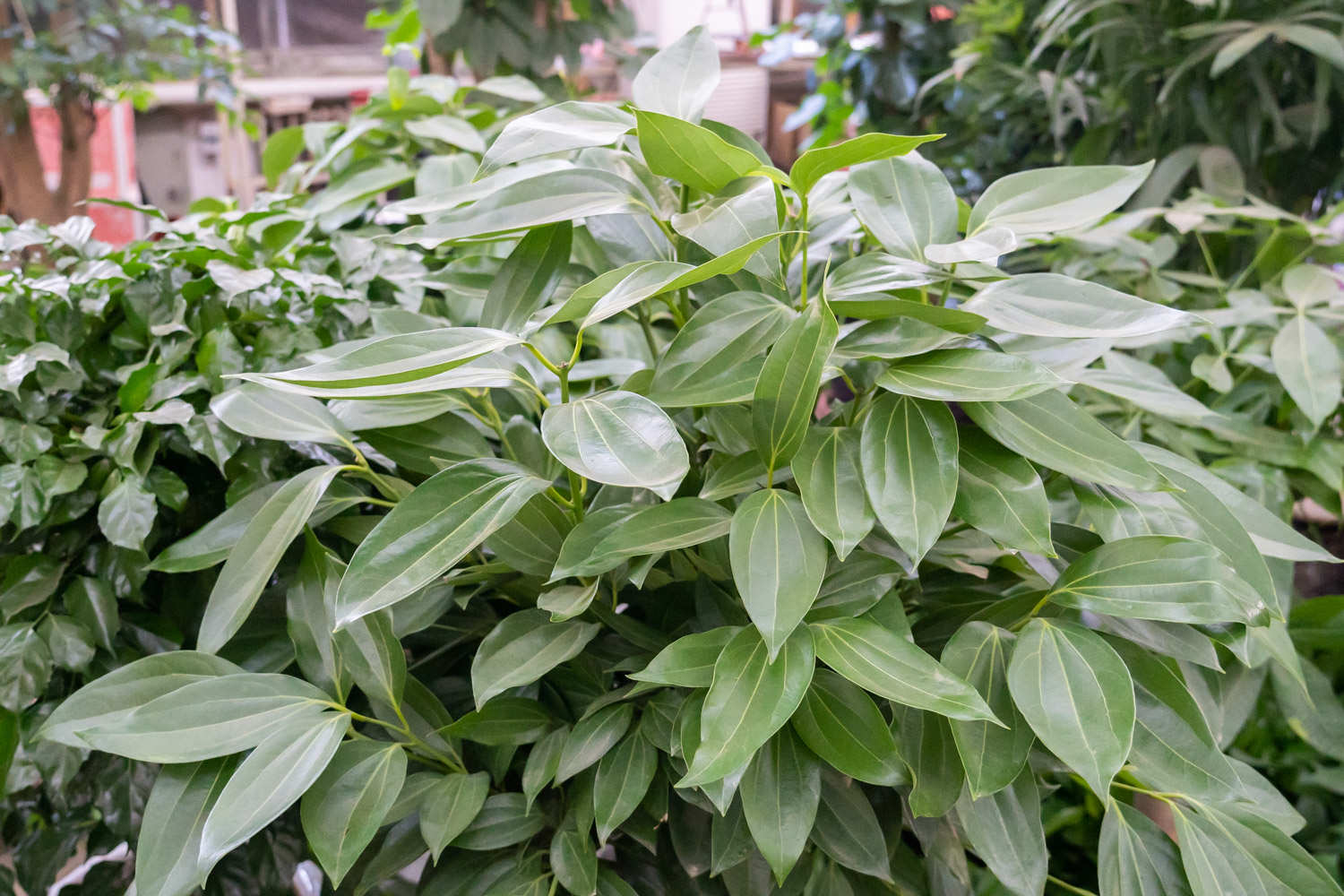 平安樹 平安樹葉子發黃怎麼解決,怎麼處理