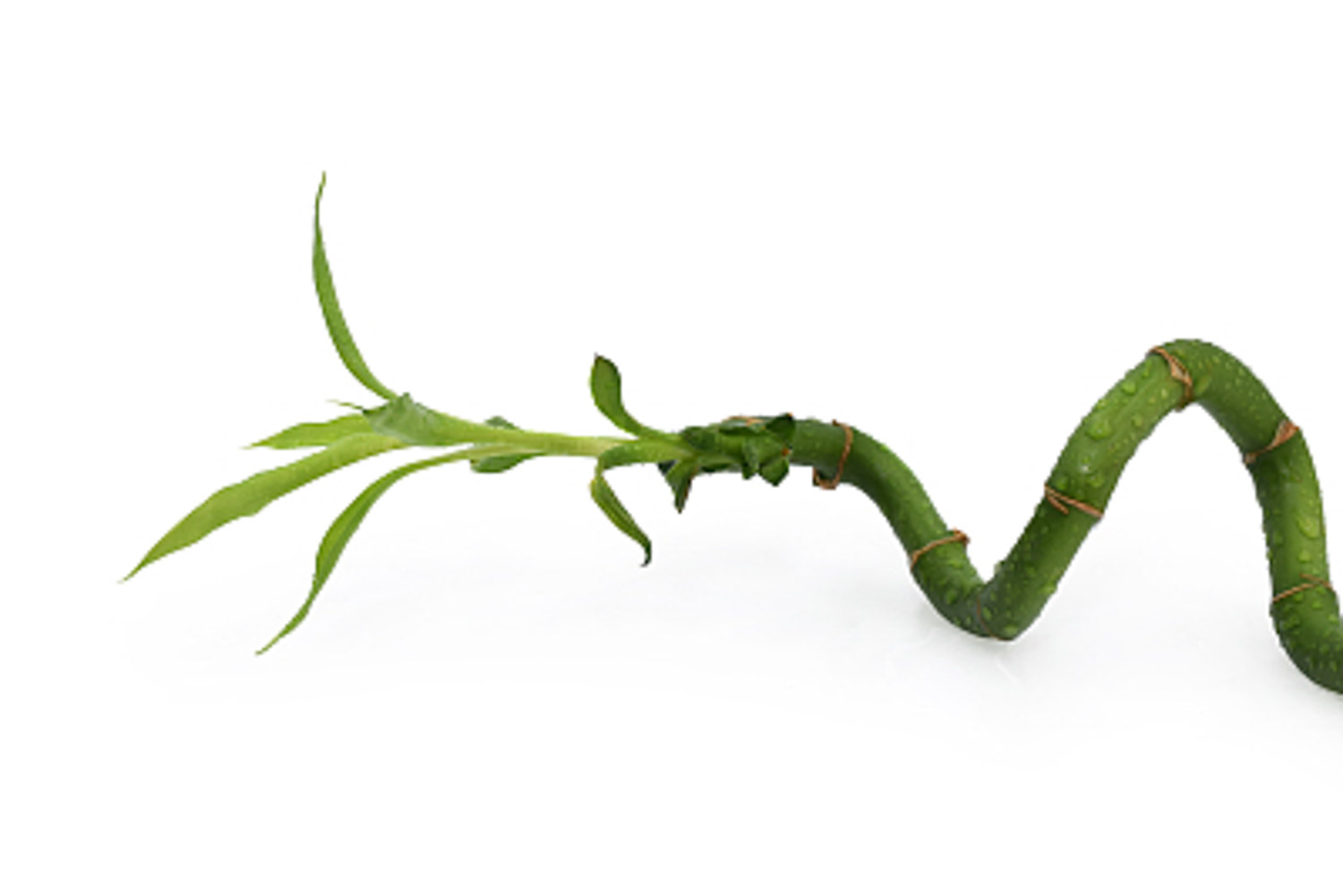 富貴竹 富貴竹葉子發黃怎麼解決,怎麼處理