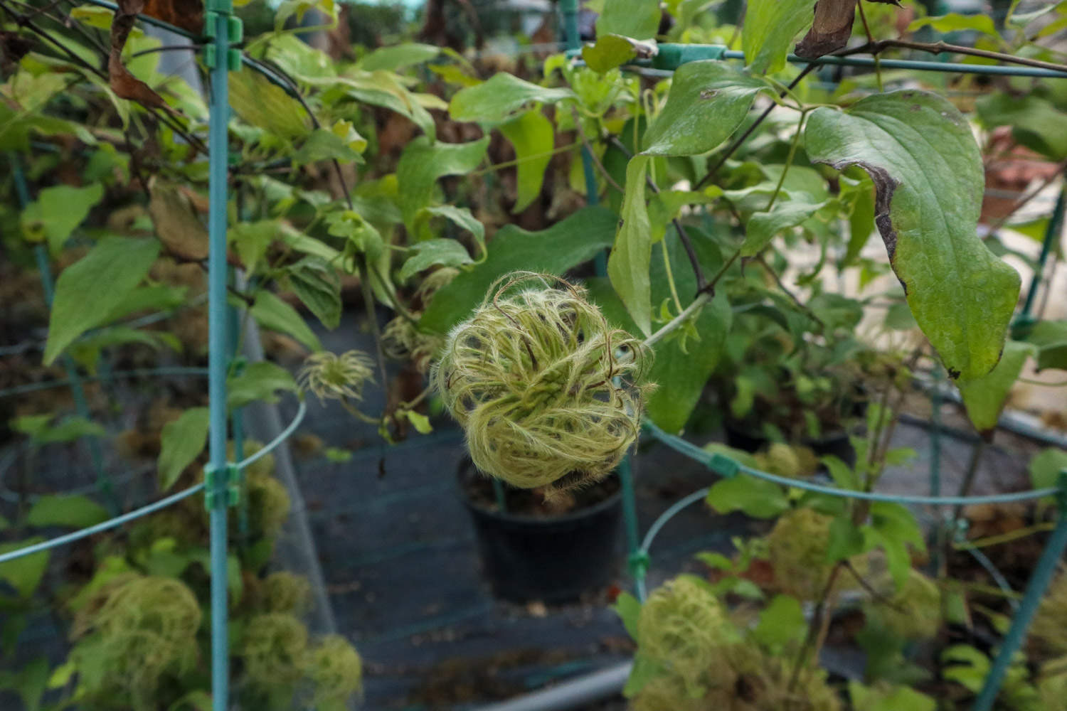 鐵線蓮葉子發黃怎麼解決，怎麼處理