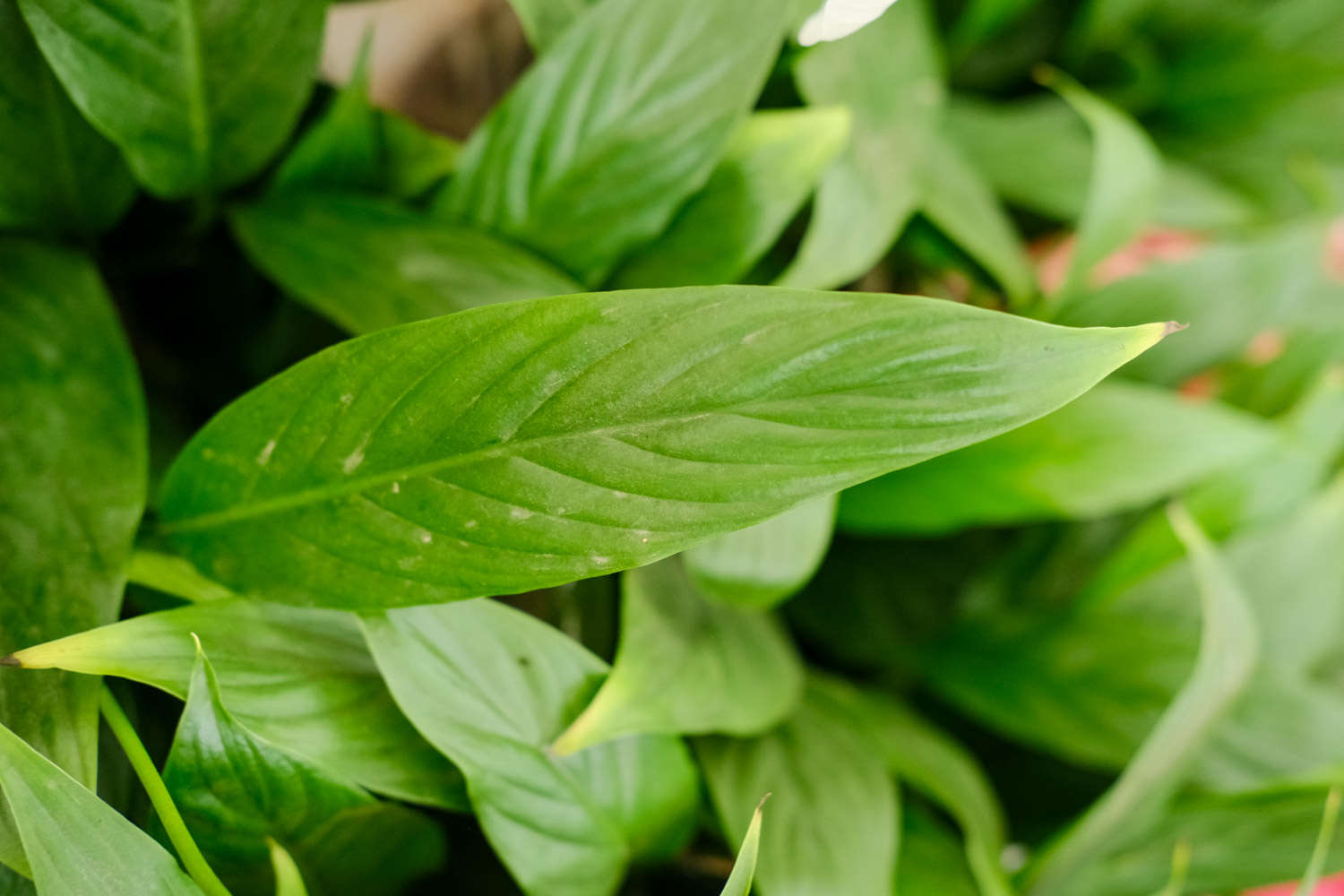 白掌 白掌葉子發黃怎麼解決,怎麼處理
