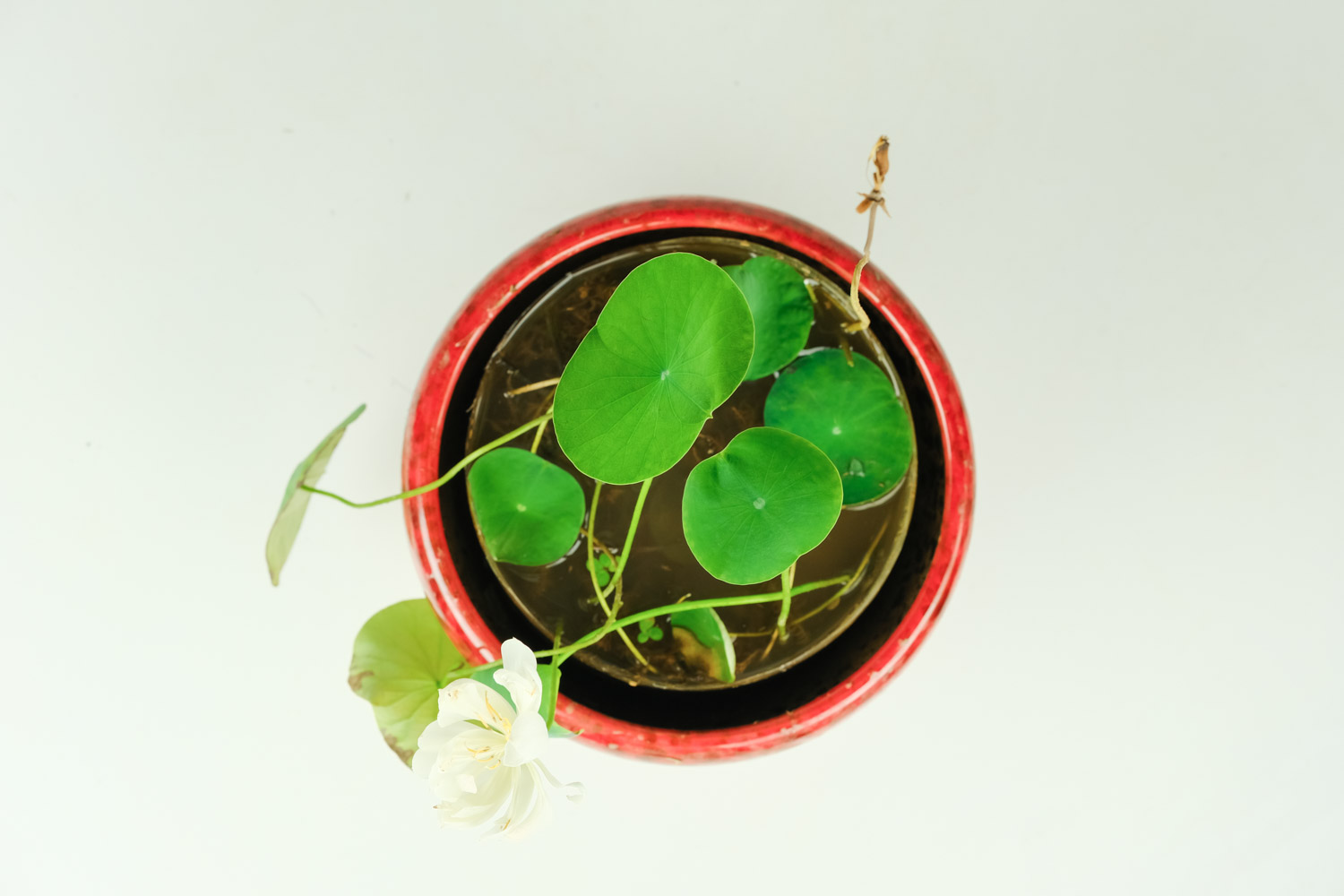 碗蓮 碗蓮如何翻盆