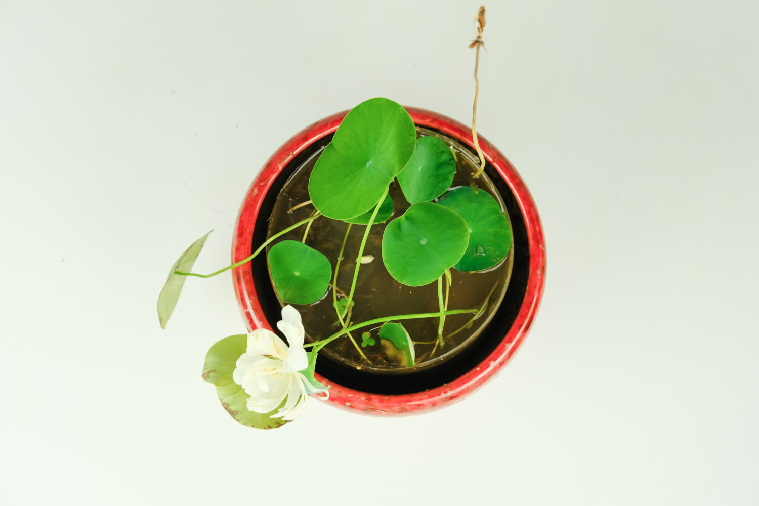 碗蓮 碗蓮藕根的種植方法