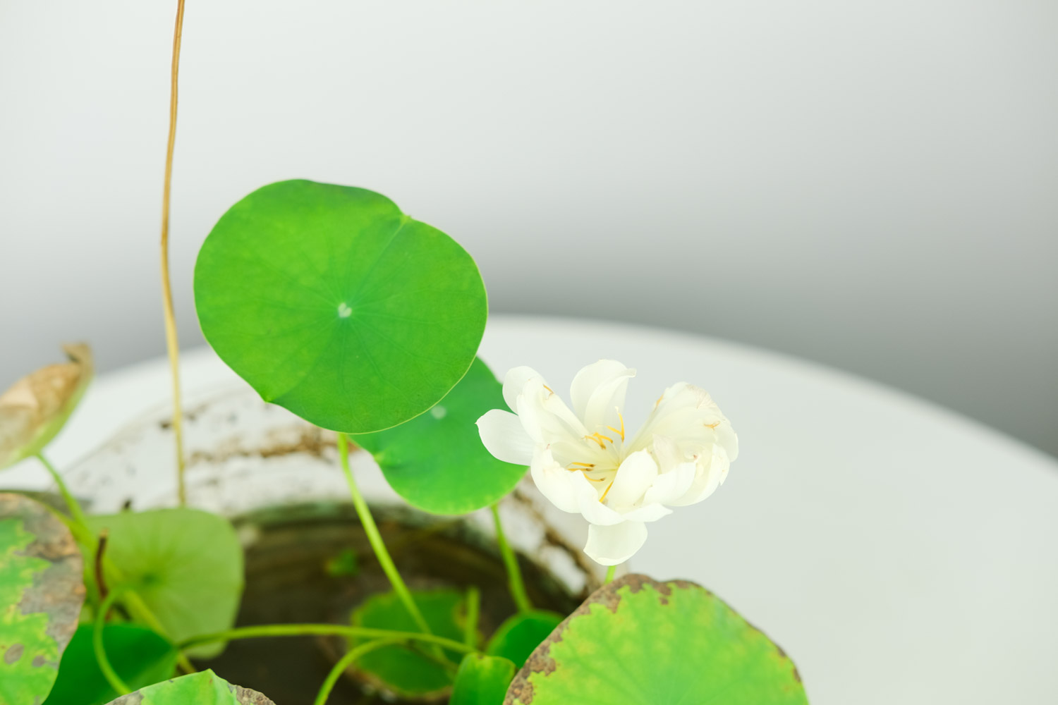 碗蓮 碗蓮藕根的種植方法