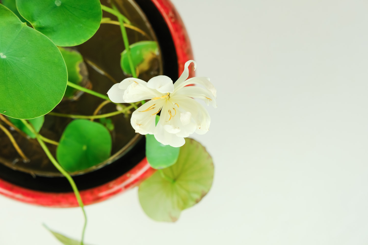 碗蓮 碗蓮藕根的種植方法