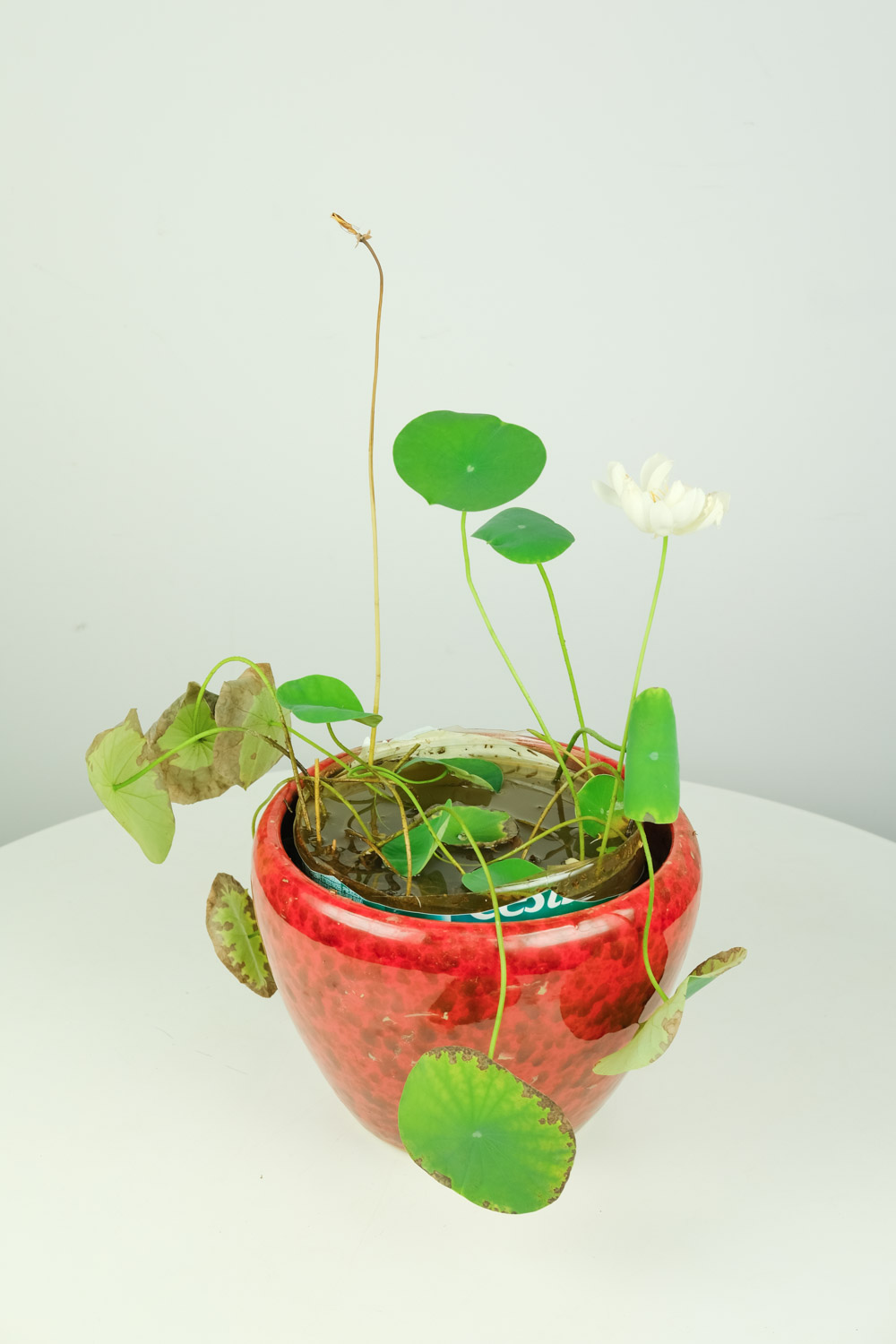 碗蓮 碗蓮藕根的種植方法