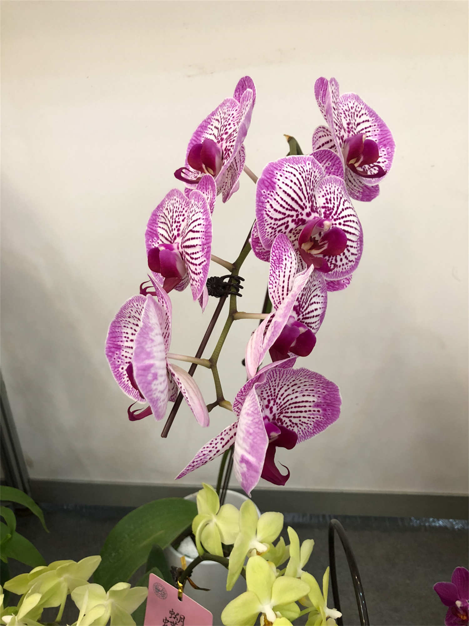 蝴蝶蘭 蝴蝶蘭簡易養法