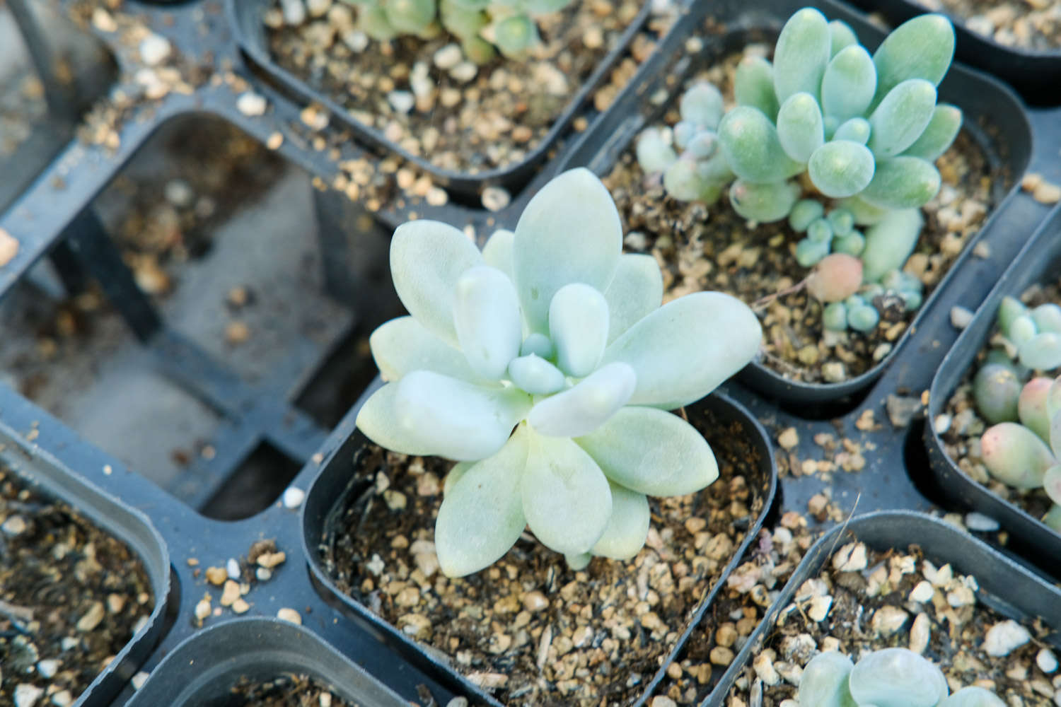 多肉種植技術