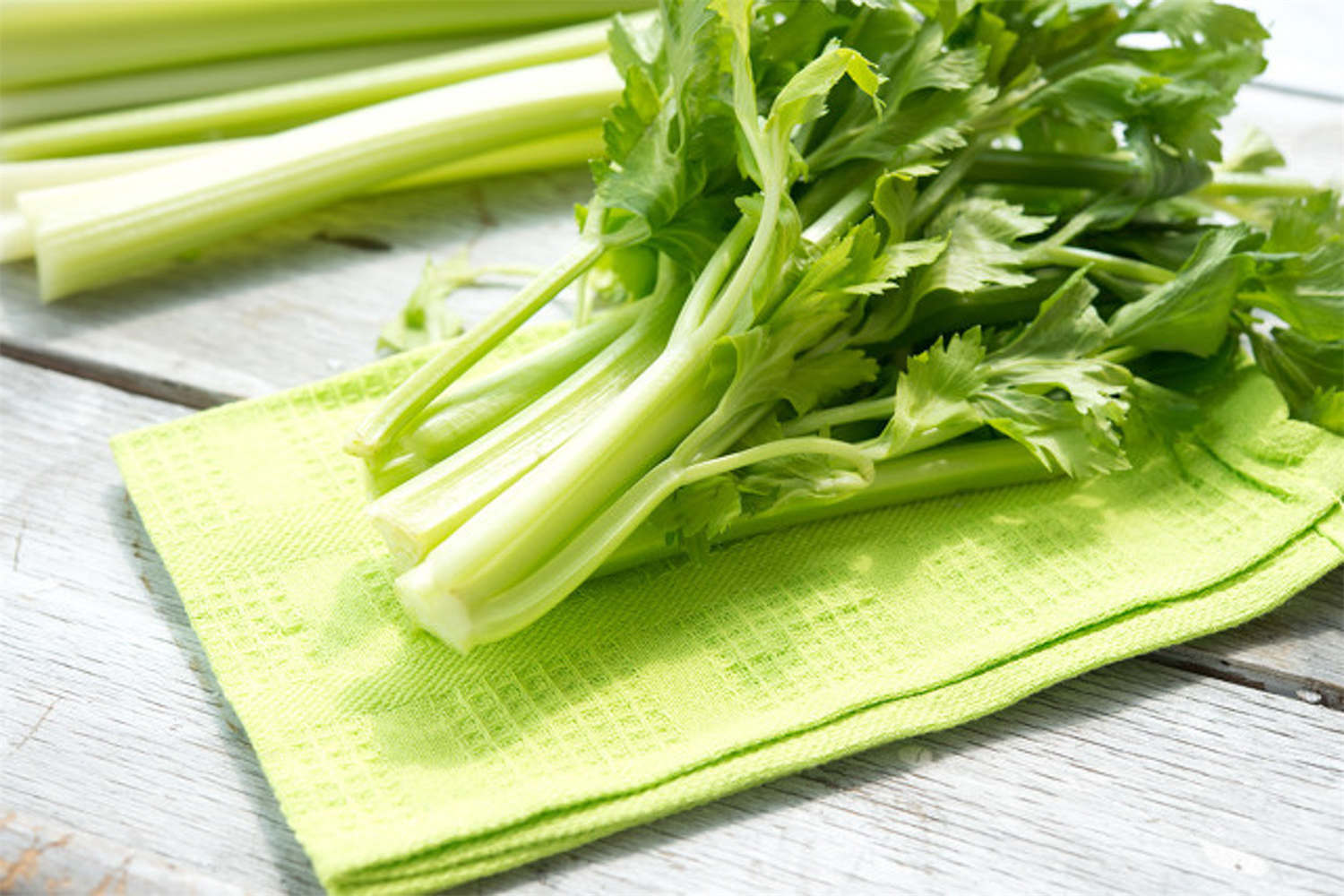 芹菜 陽台芹菜的種植方法