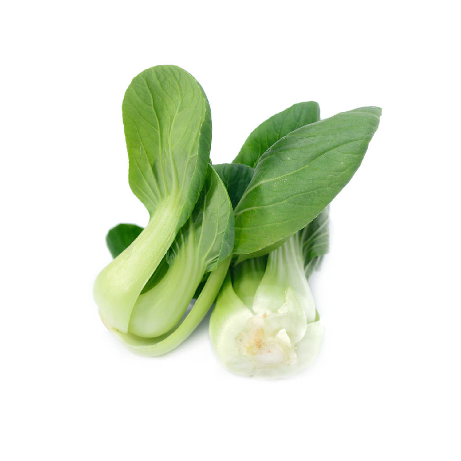 油菜 陽台種植油菜的方法