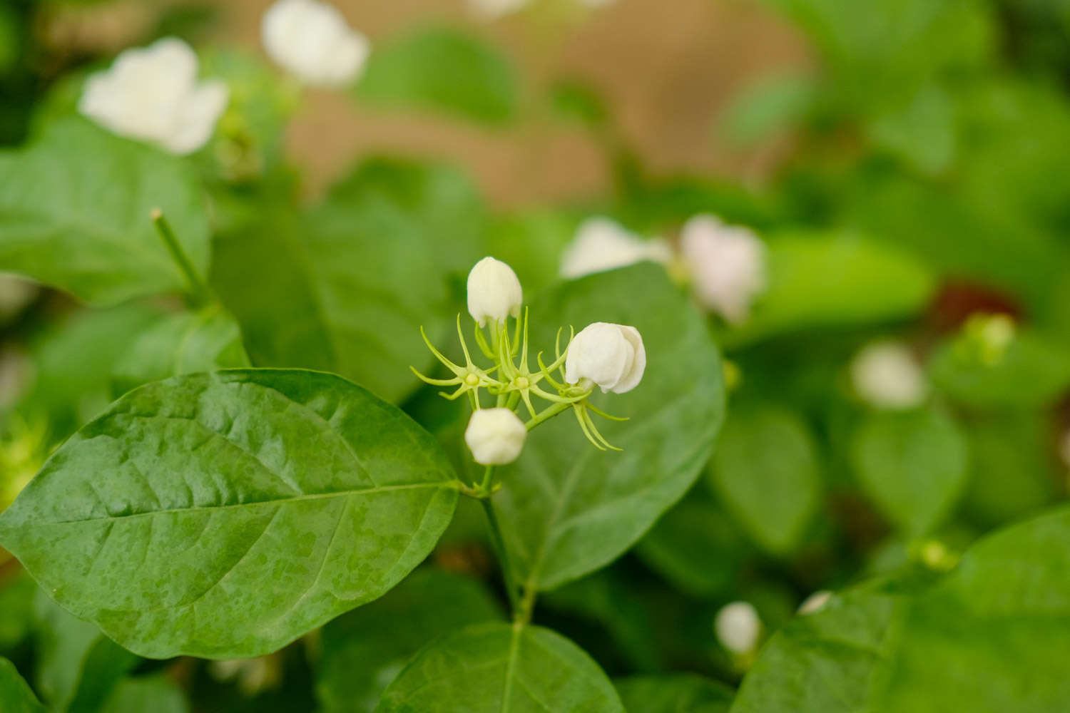 茉莉 茉莉葉子發黃怎麼解決,怎麼處理