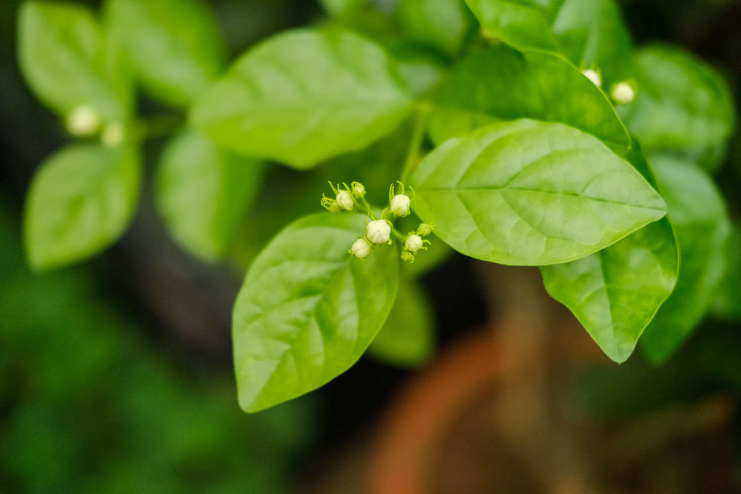 茉莉 茉莉葉子發黃怎麼解決,怎麼處理