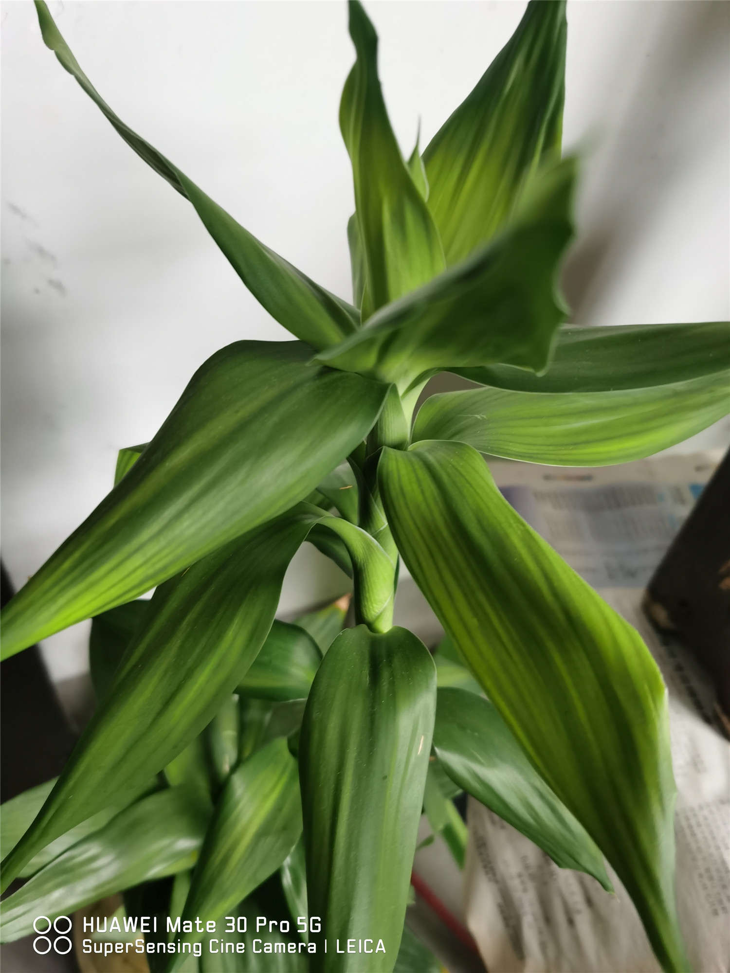富貴竹 水養富貴竹葉子發黃怎麼解決,怎麼處理