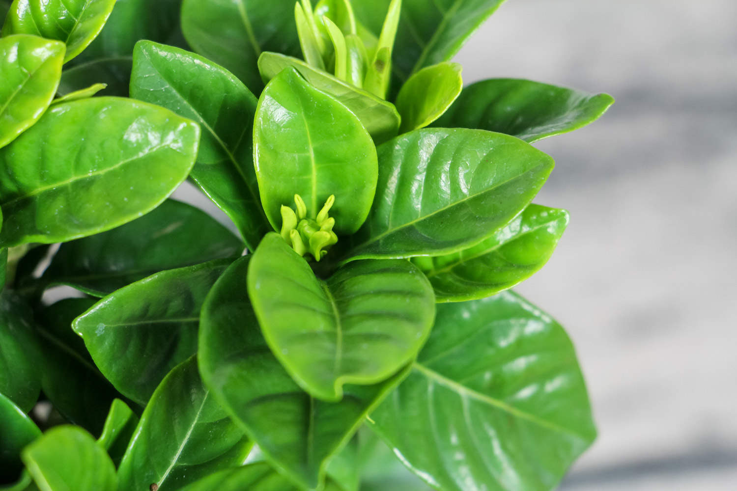 梔子花葉子發黃怎麼解決，怎麼處理