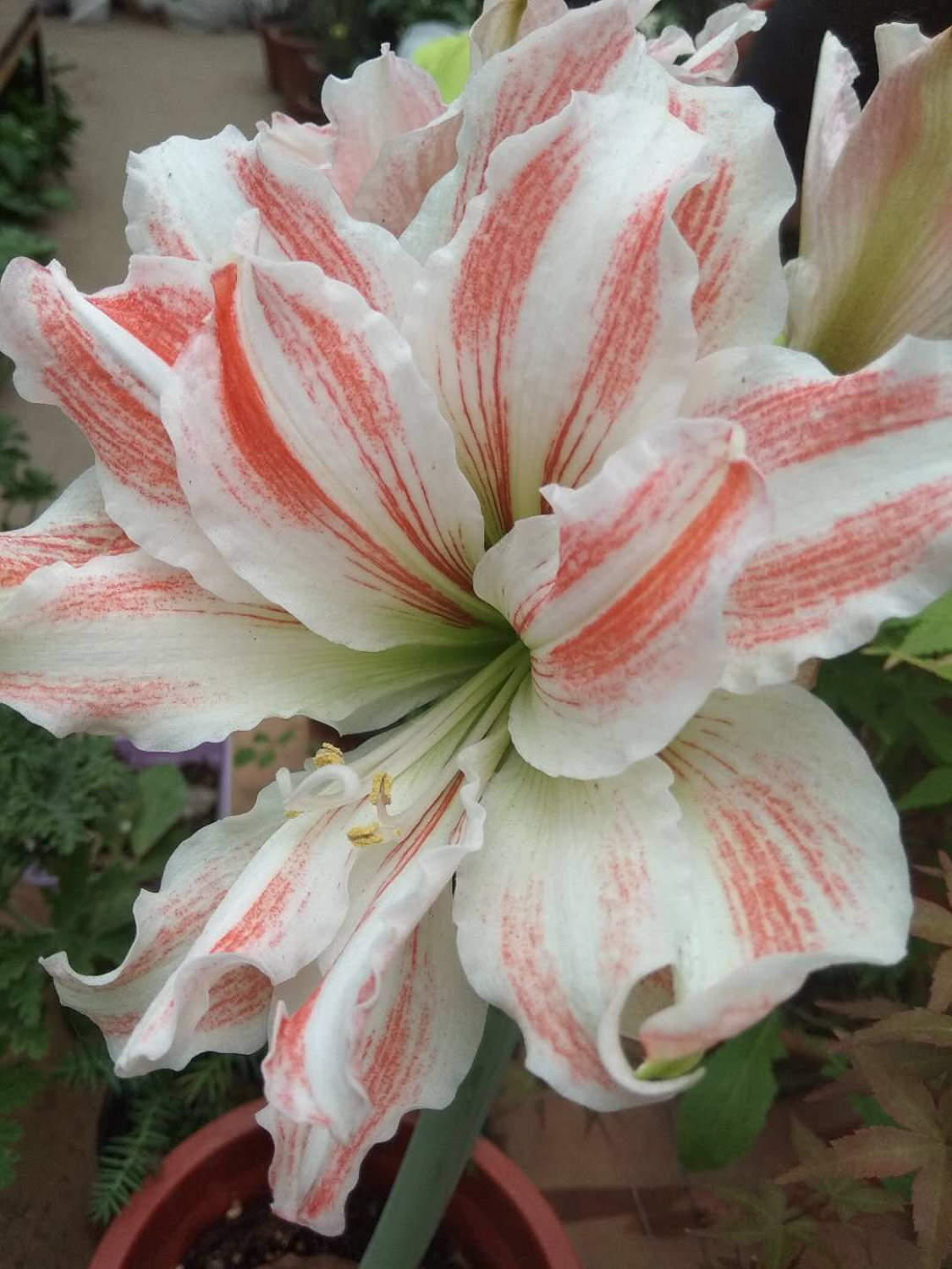 朱頂紅 朱頂紅葉子太長怎麼解決,怎麼處理