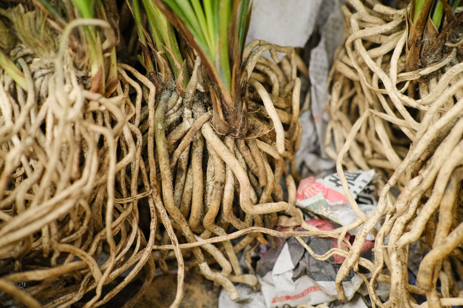 蘭花 蘭花為什麼黃葉子,變黃後怎麼補救?