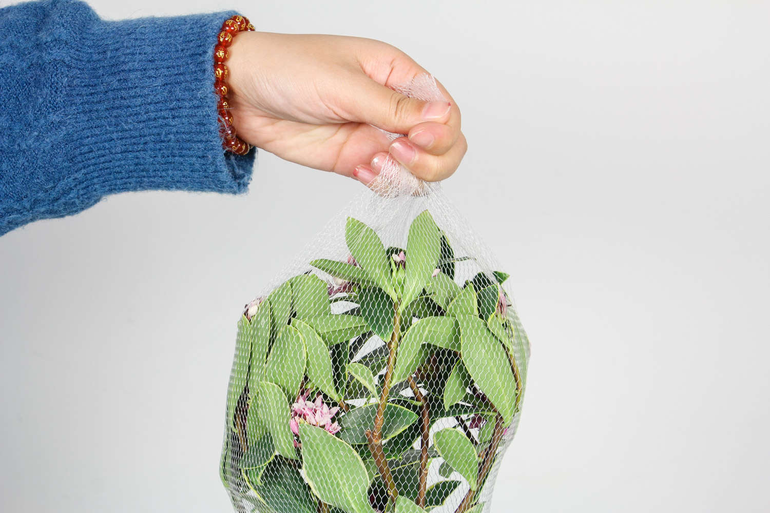 瑞香花葉子發黃怎麼解決，怎麼處理