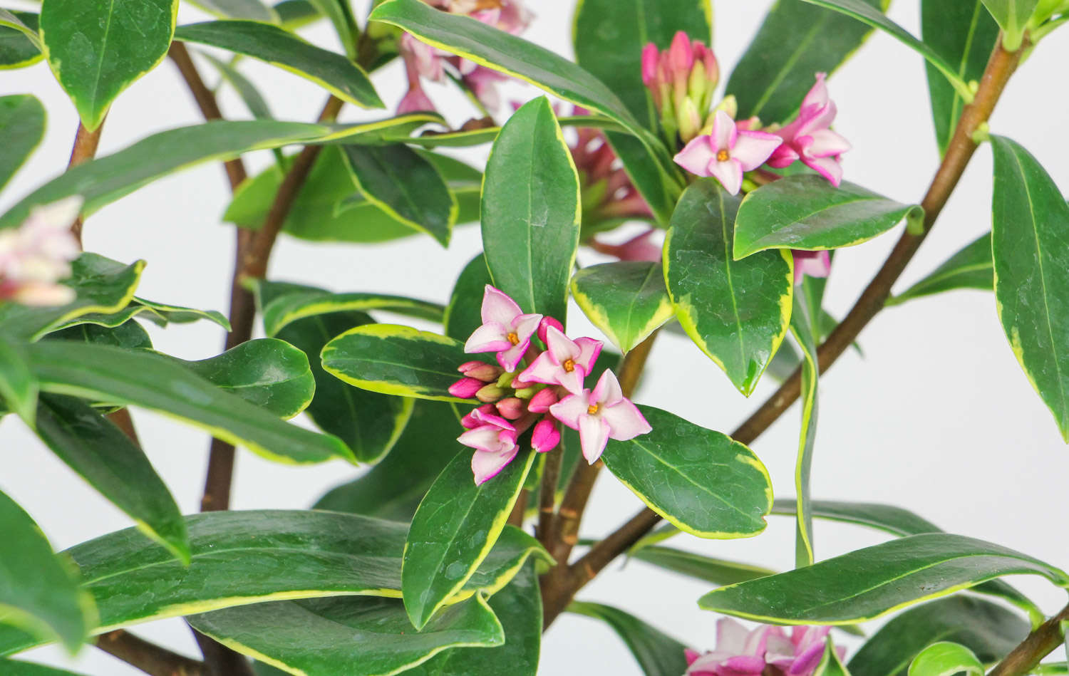 瑞香花葉子發黃怎麼解決，怎麼處理