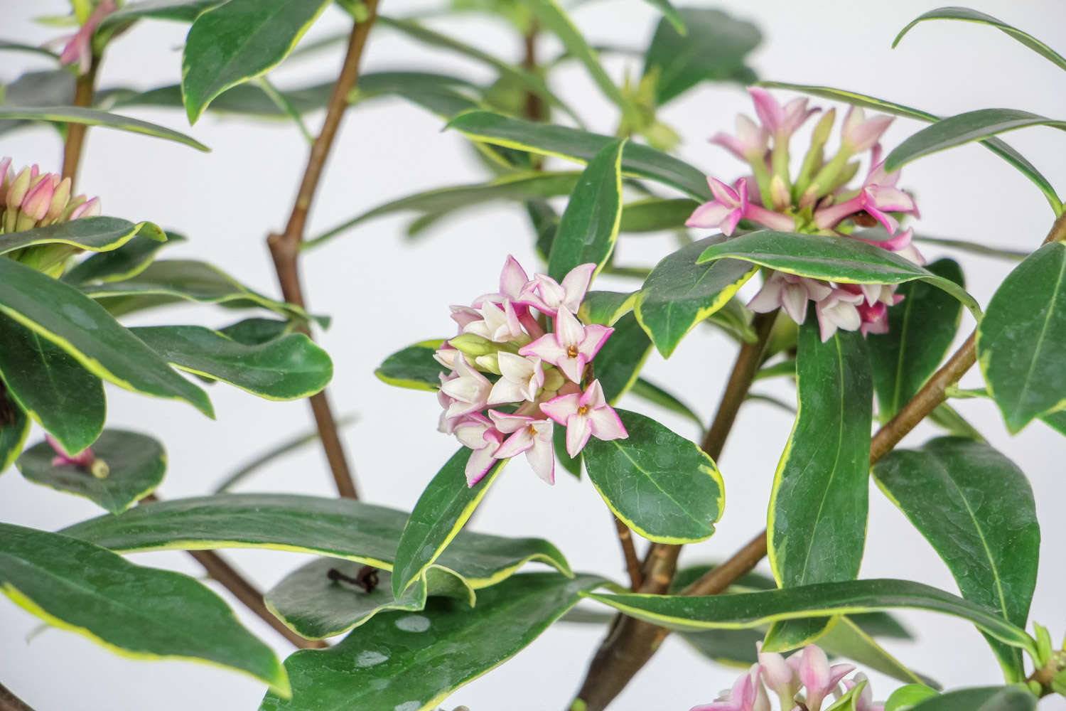 瑞香花葉子發黃怎麼解決，怎麼處理