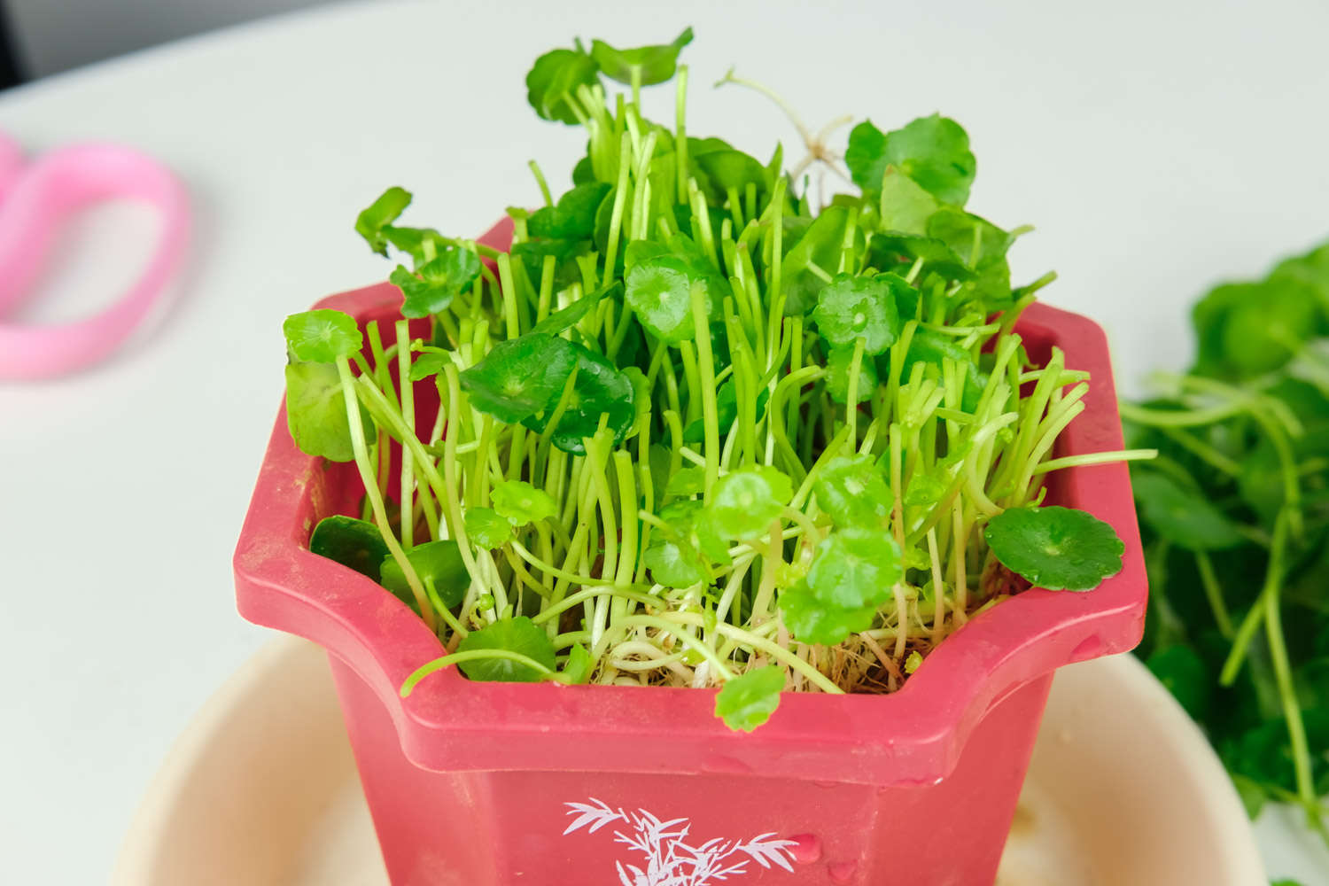 銅錢草 銅錢草黃葉子怎麼回事