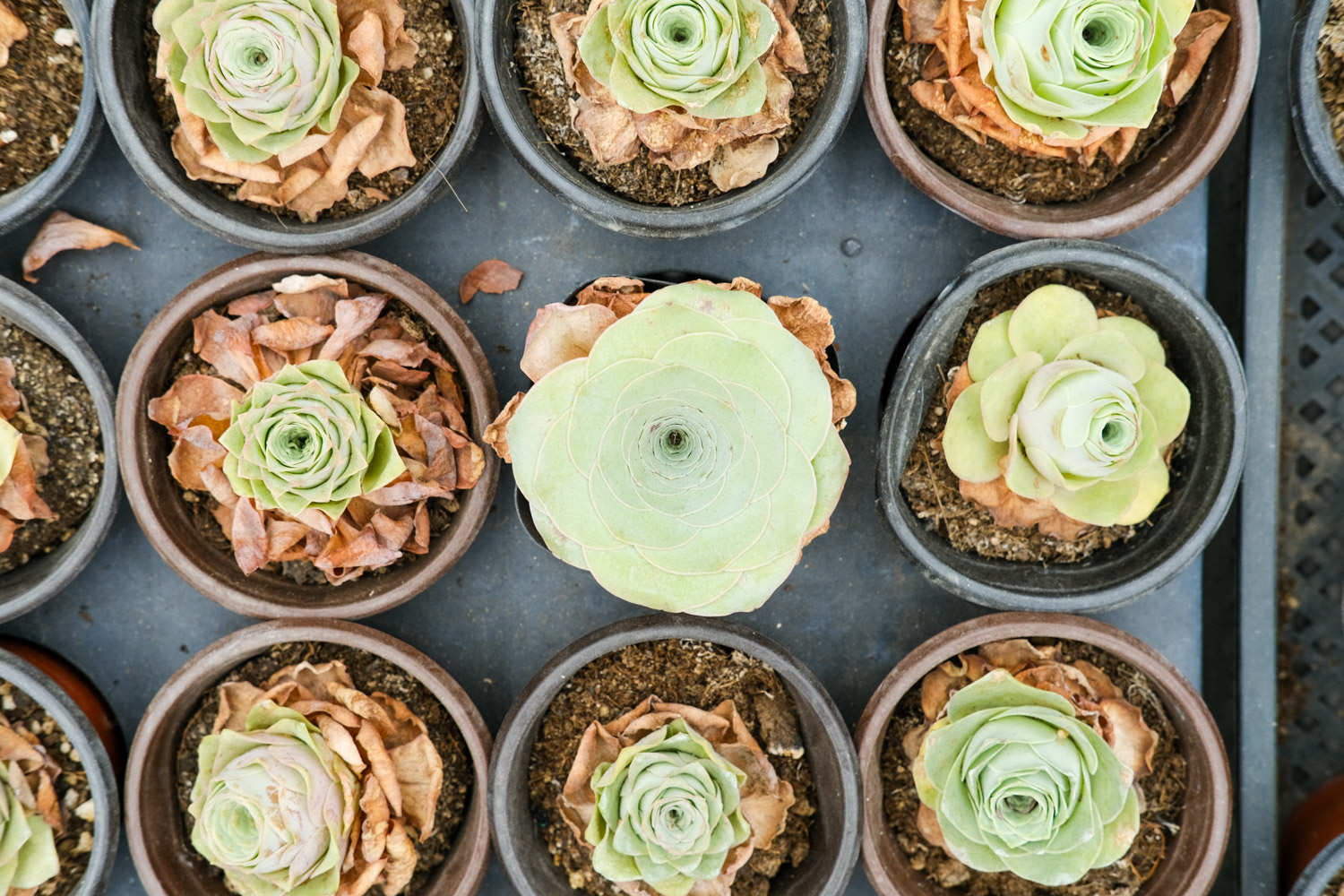 山地玫瑰 山地玫瑰葉子發黃怎麼解決,怎麼處理