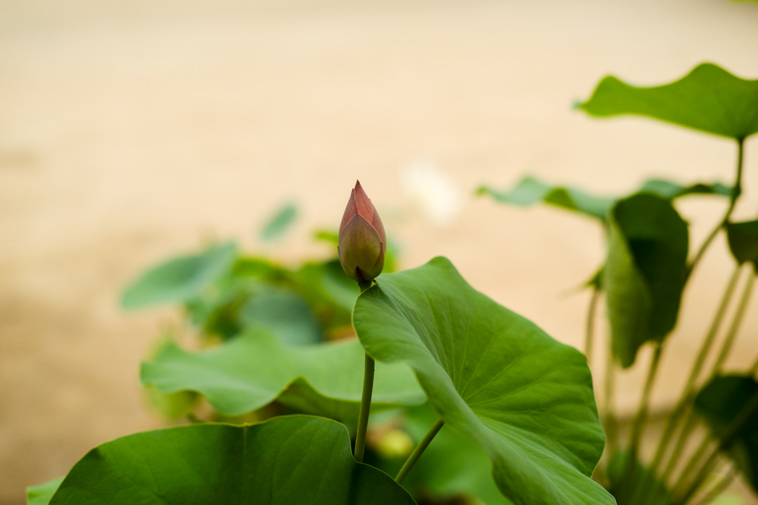 荷花 荷花竹葉子發黃怎麼解決,怎麼處理