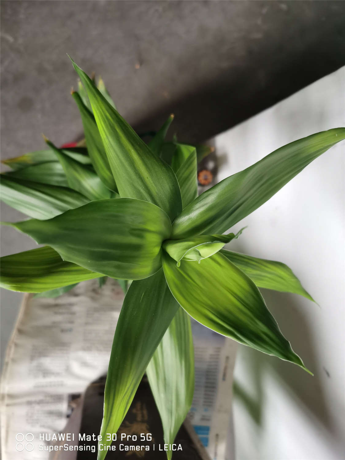 富貴竹 轉運竹葉子發黃怎麼解決,怎麼處理