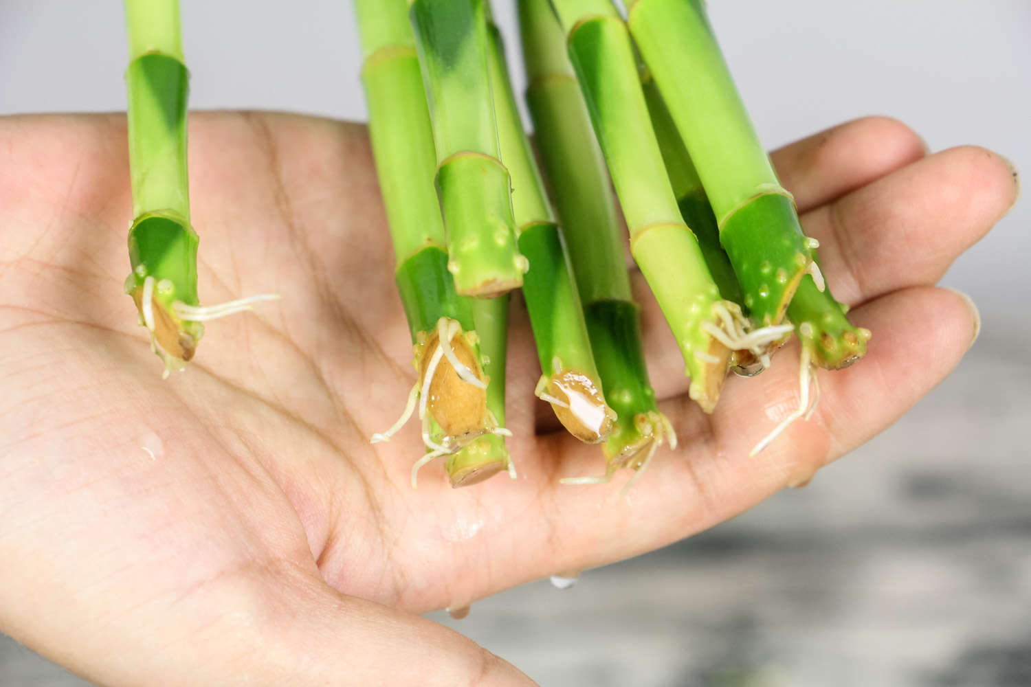 富貴竹 轉運竹葉子發黃怎麼解決,怎麼處理