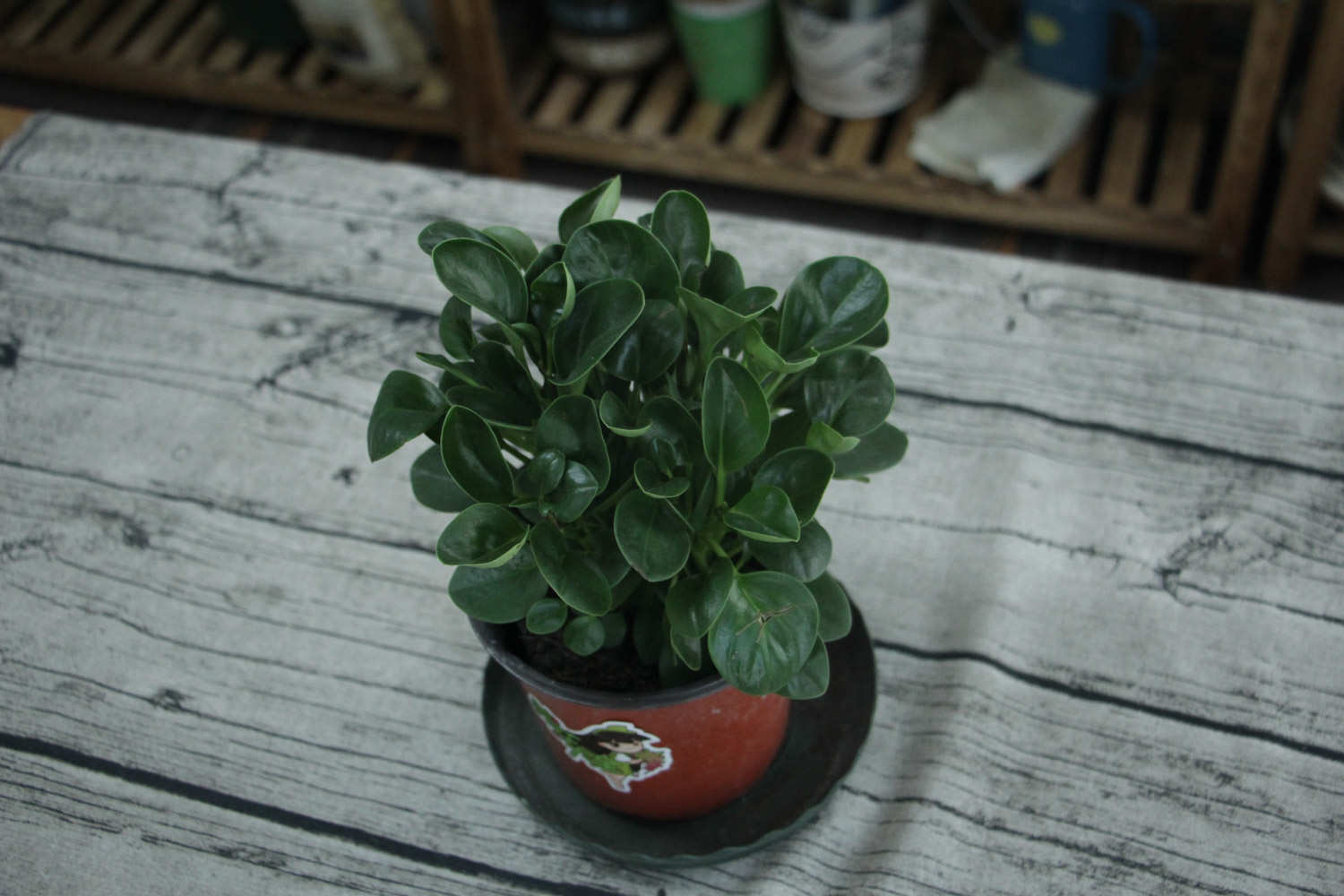 豆瓣綠 豆瓣綠怎麼繁殖