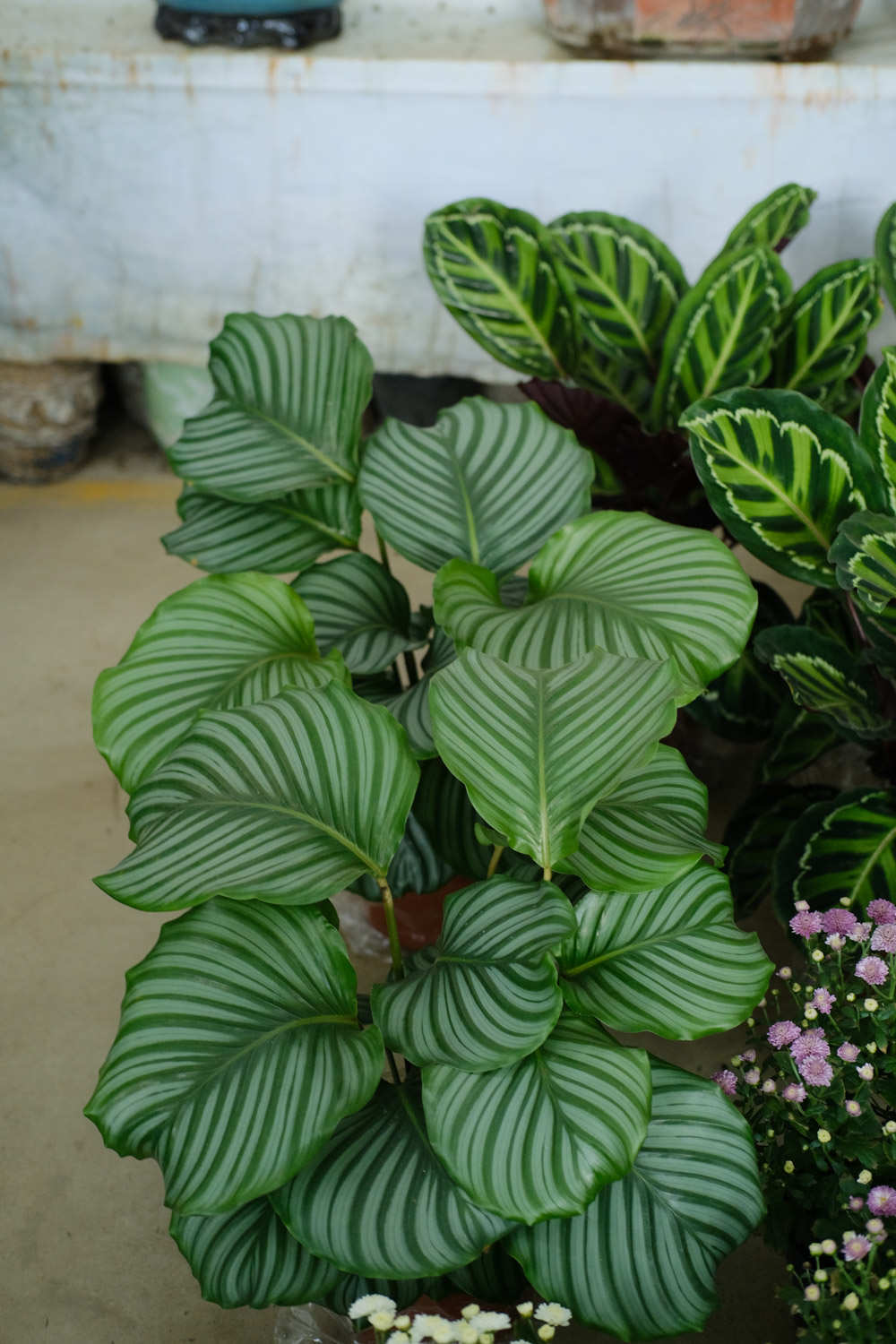 青蘋果竹芋 圓葉竹芋的冬季養護